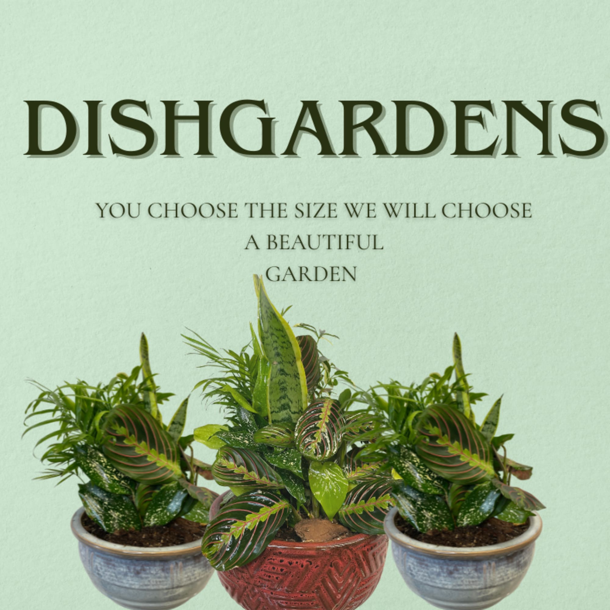Our beautiful Dishgardens come in a variety of shapes &amp; sizes. These