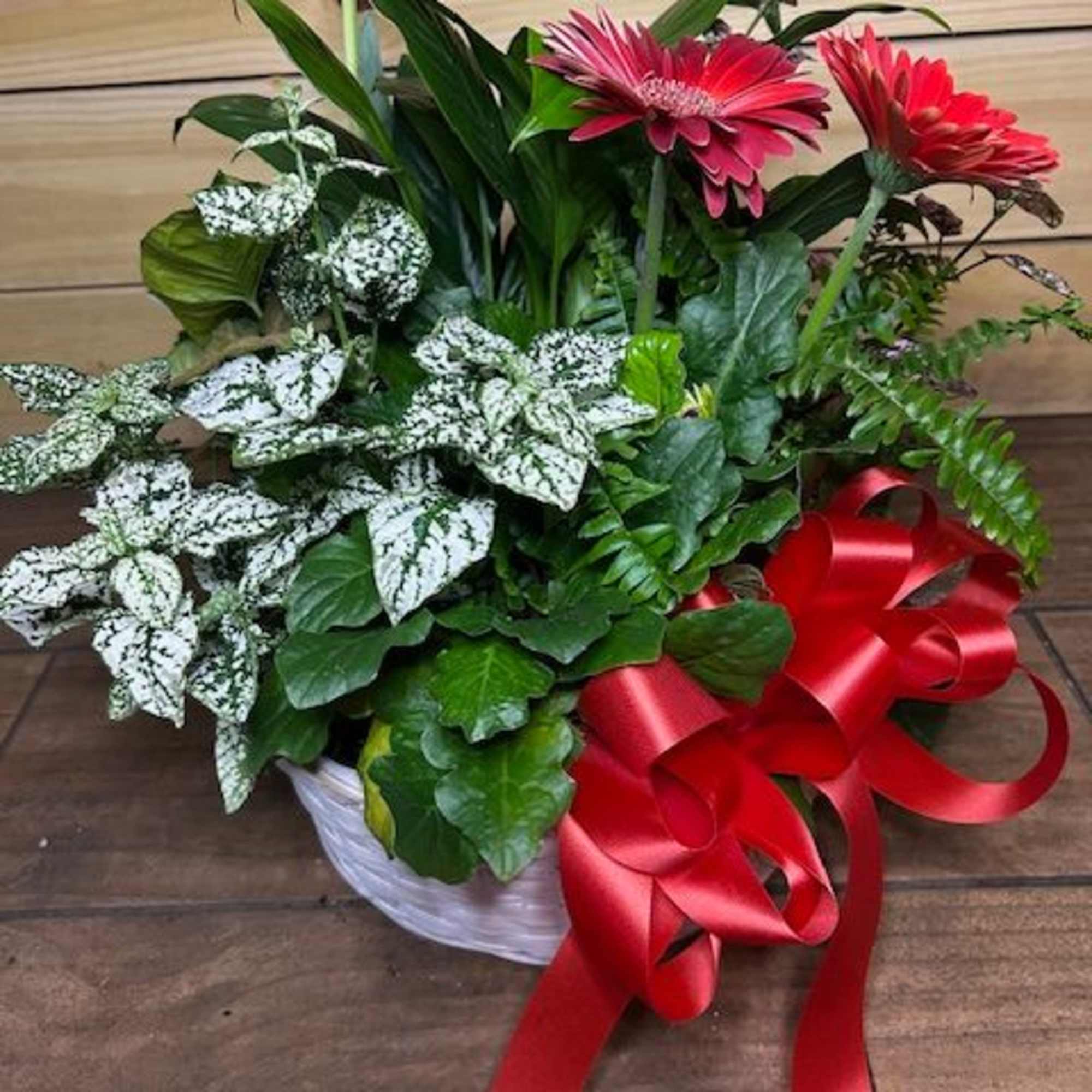 A variety of green and flowering plants in a planter for indoor