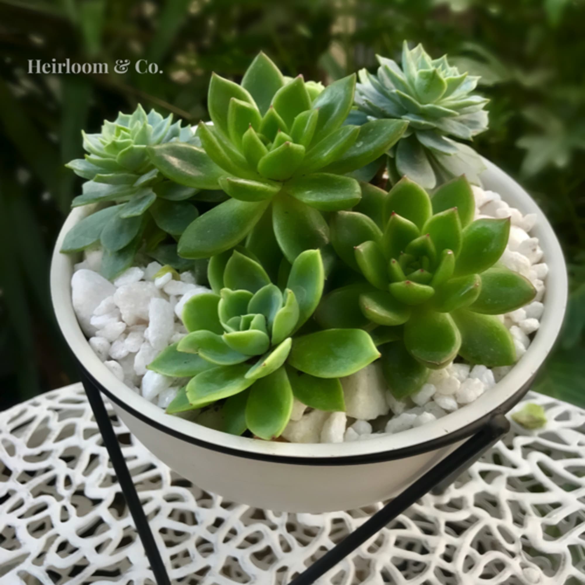 Tabletop Hairpin Plant Stand with a White Planter, featuring a black frame
