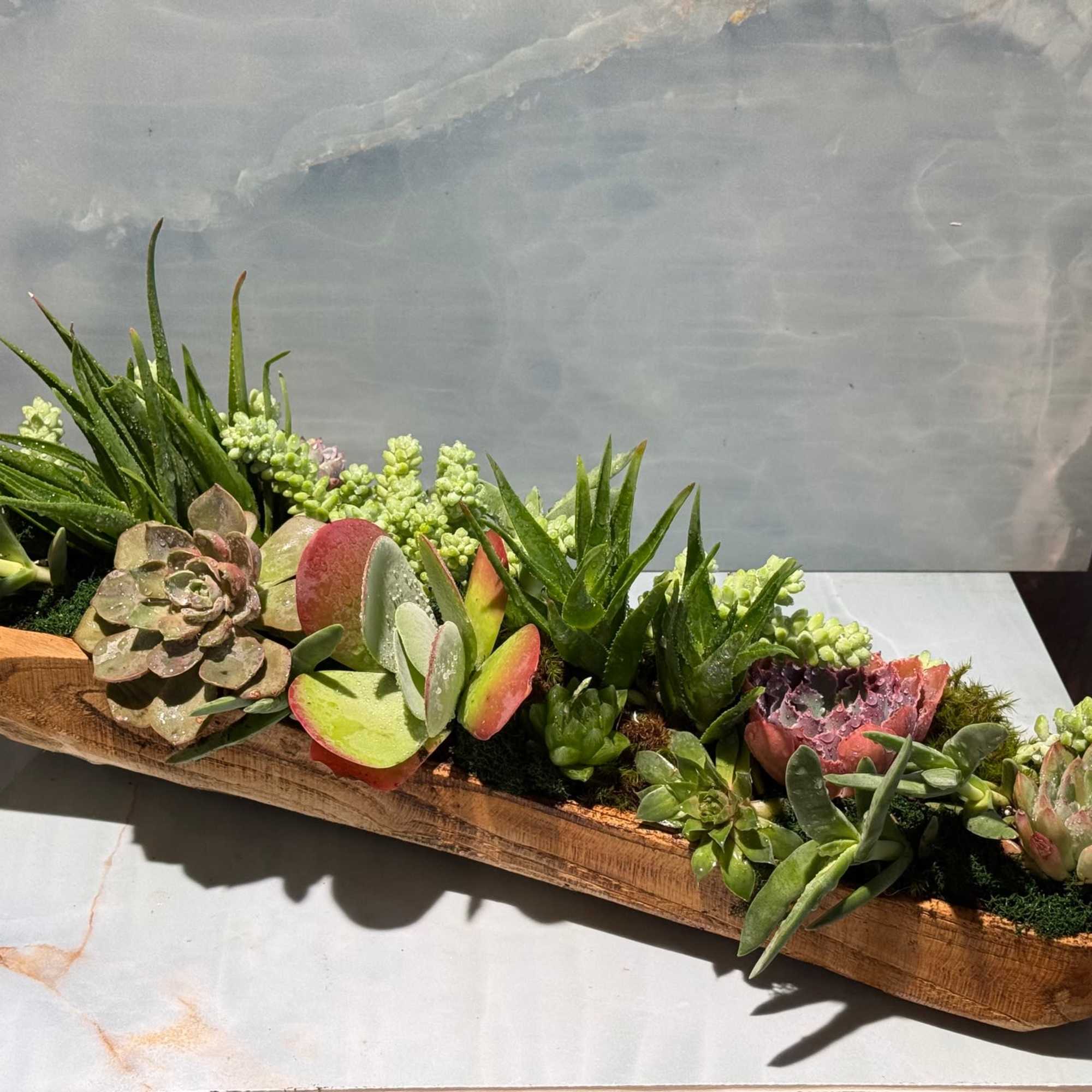 Assorted of Succulents in natural wood container. 
Standard Size 16"L x 8"W