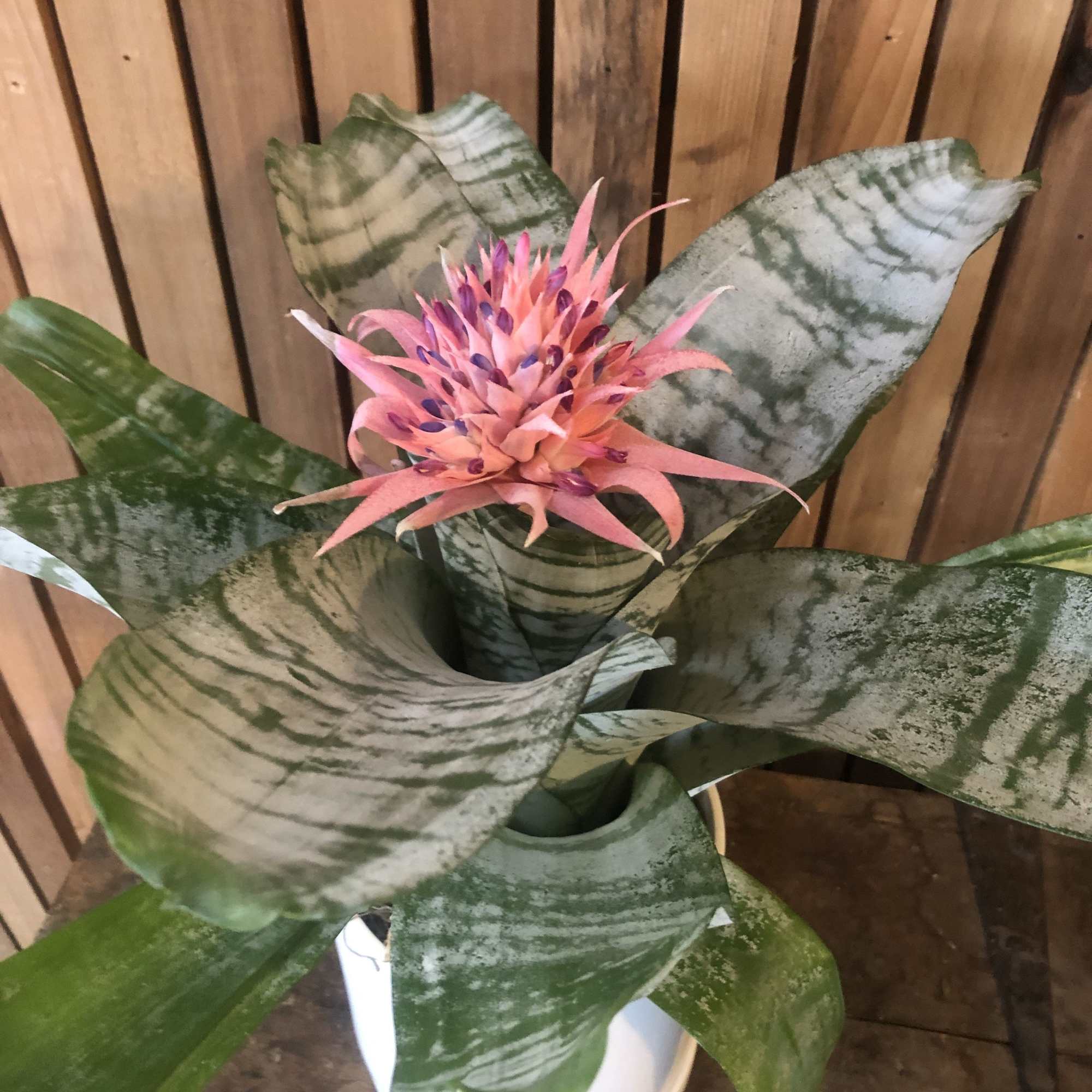 Large plant very easy to take care of and is well established.