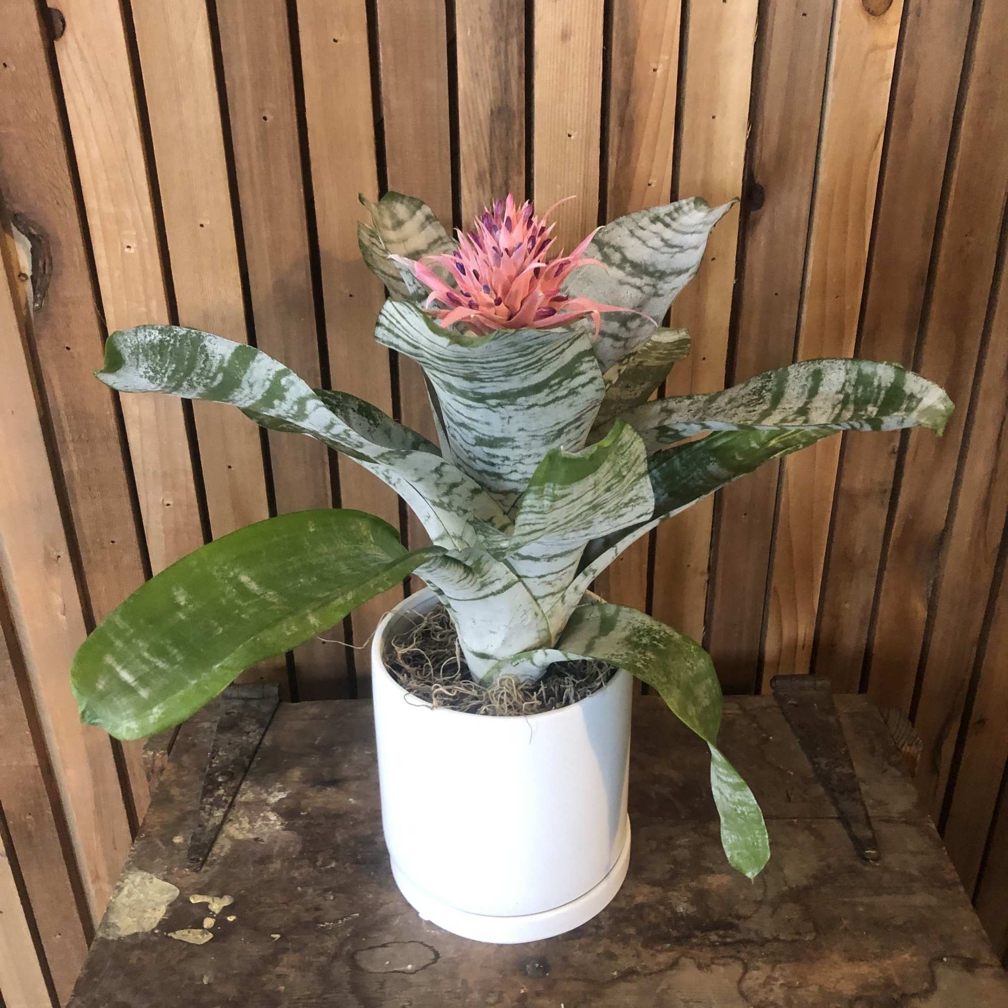 Large plant very easy to take care of and is well established.