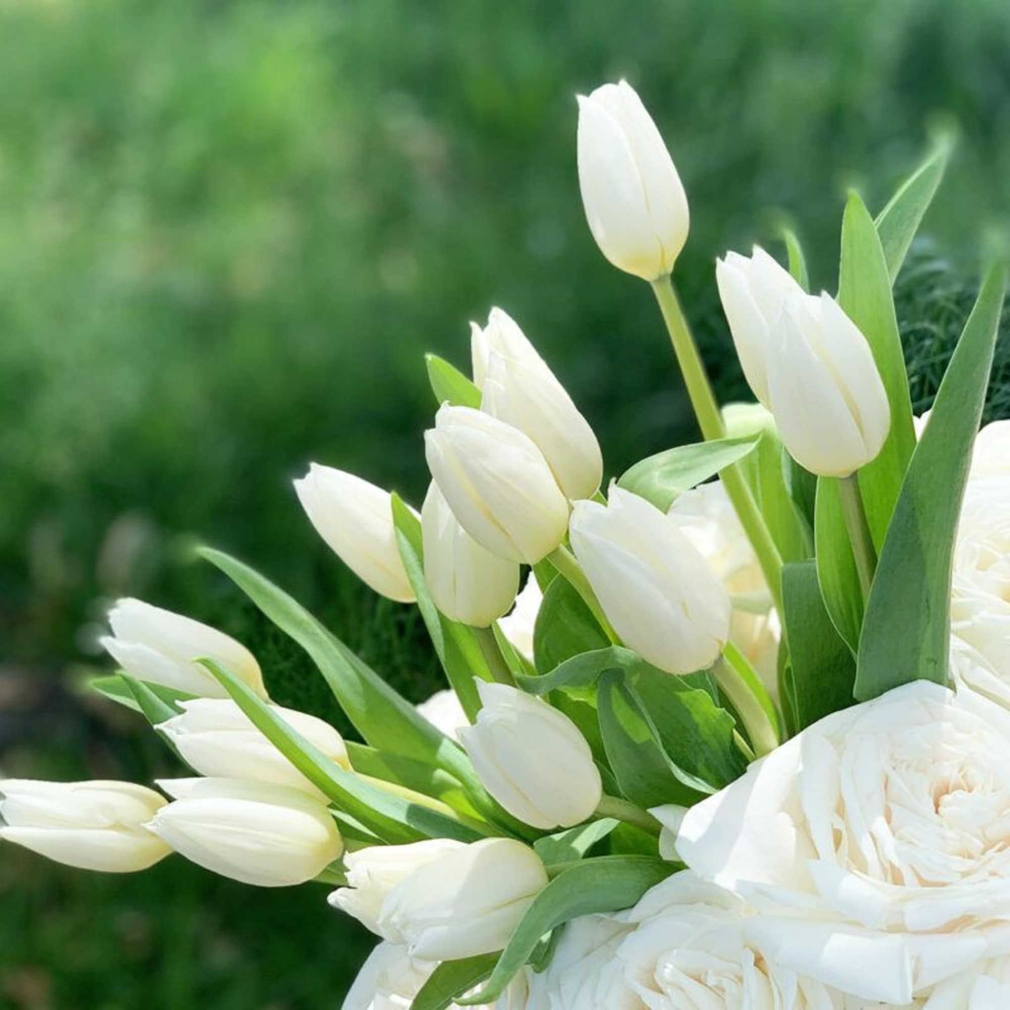 All white premium garden roses with an eruption of tulips in our