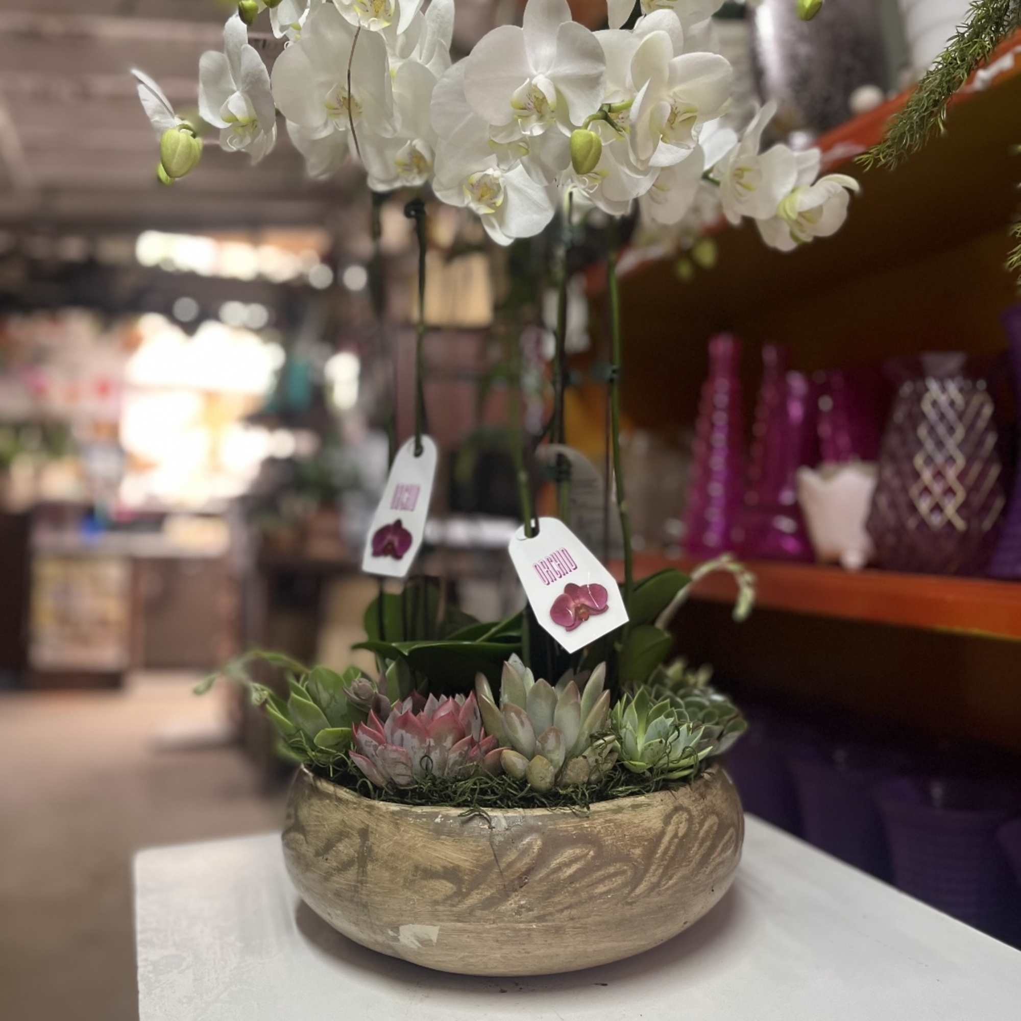 Breath taking beautiful phalaenopsis orchids accented by an assortment of succulents