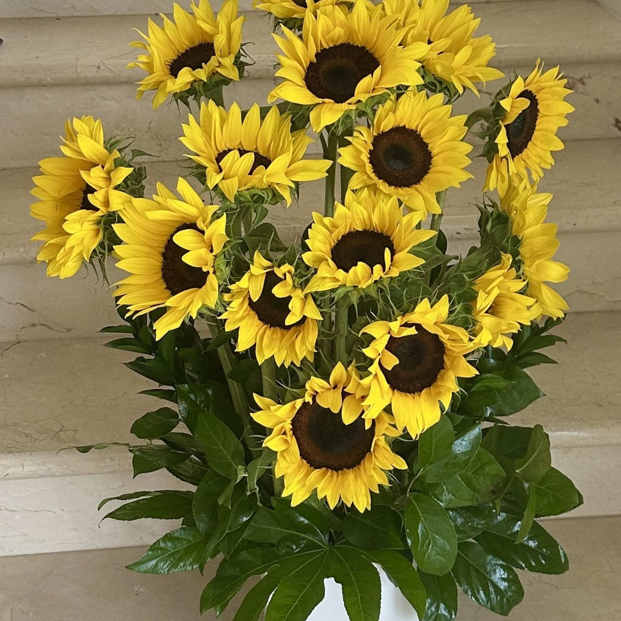 10 Sunflowers, Deluxe 15 Sunflowers, Premium 20 Sunflowers

