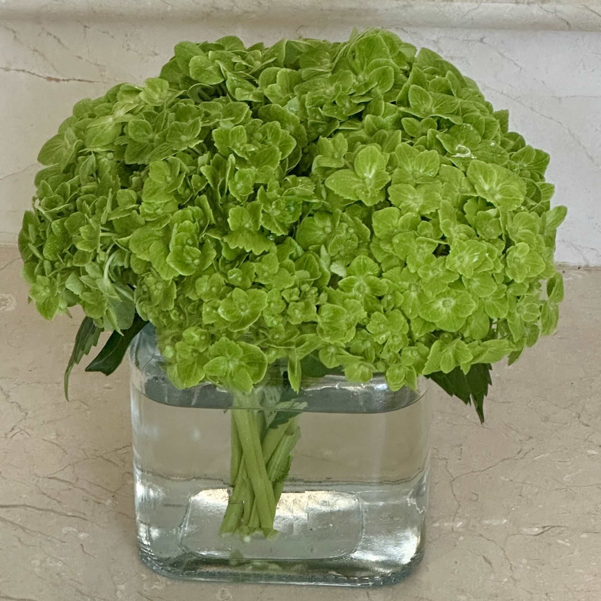 Green Hydrangeas beautifully arranged in a modern glass square vase.