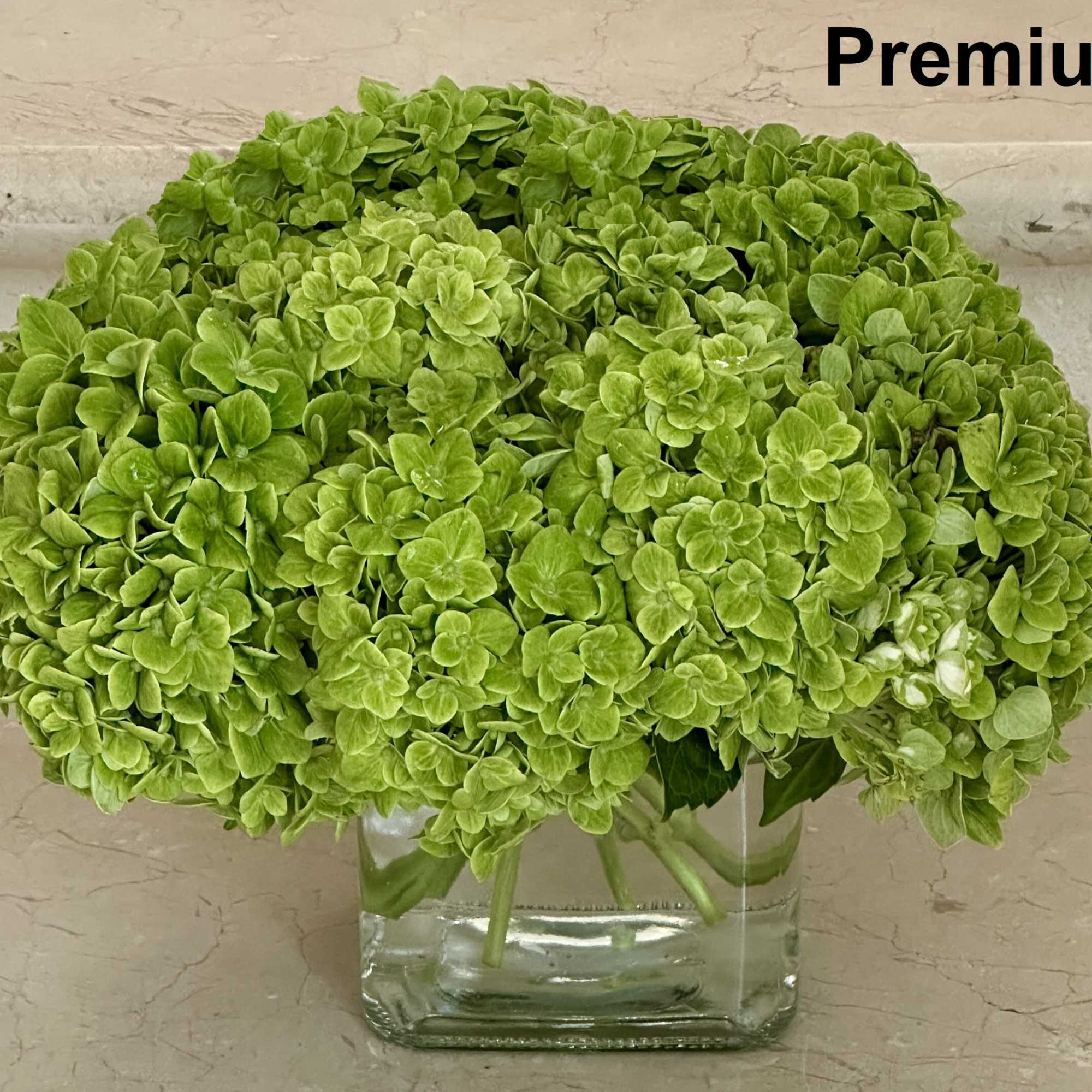 Green Hydrangeas beautifully arranged in a modern glass square vase.