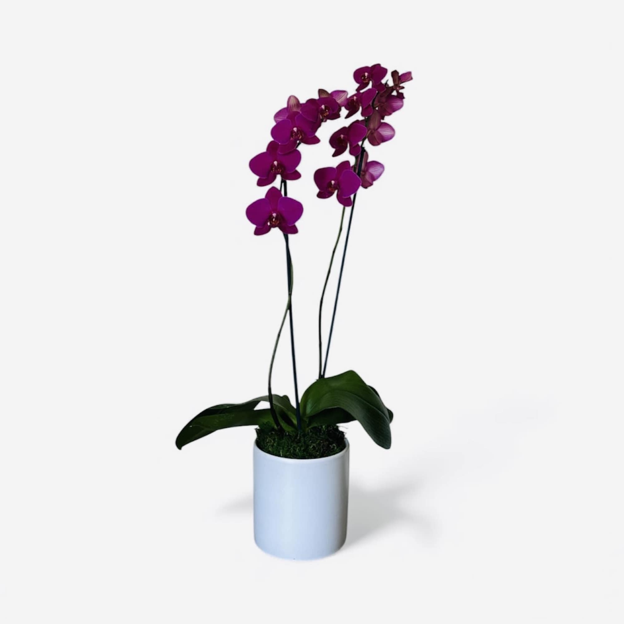  A gorgeous and vivid double-stem Phaleonopsis orchid plant in a beautiful