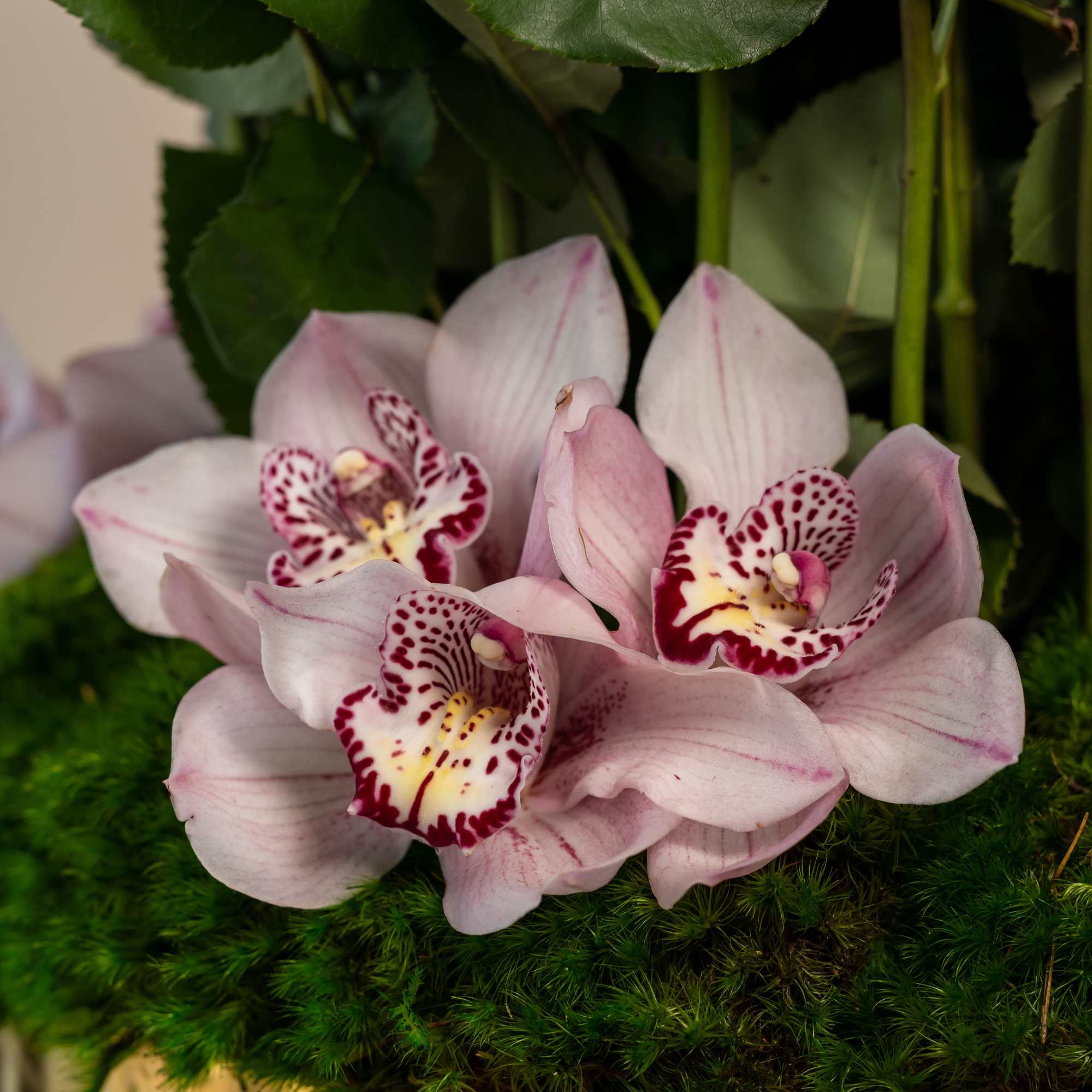 Scarlet Symphony

Size: Approx. 6&rdquo; x 9&rdquo;

A masterpiece of modern romance, 12&rdquo;x20&rdquo;Scarlet Symphony