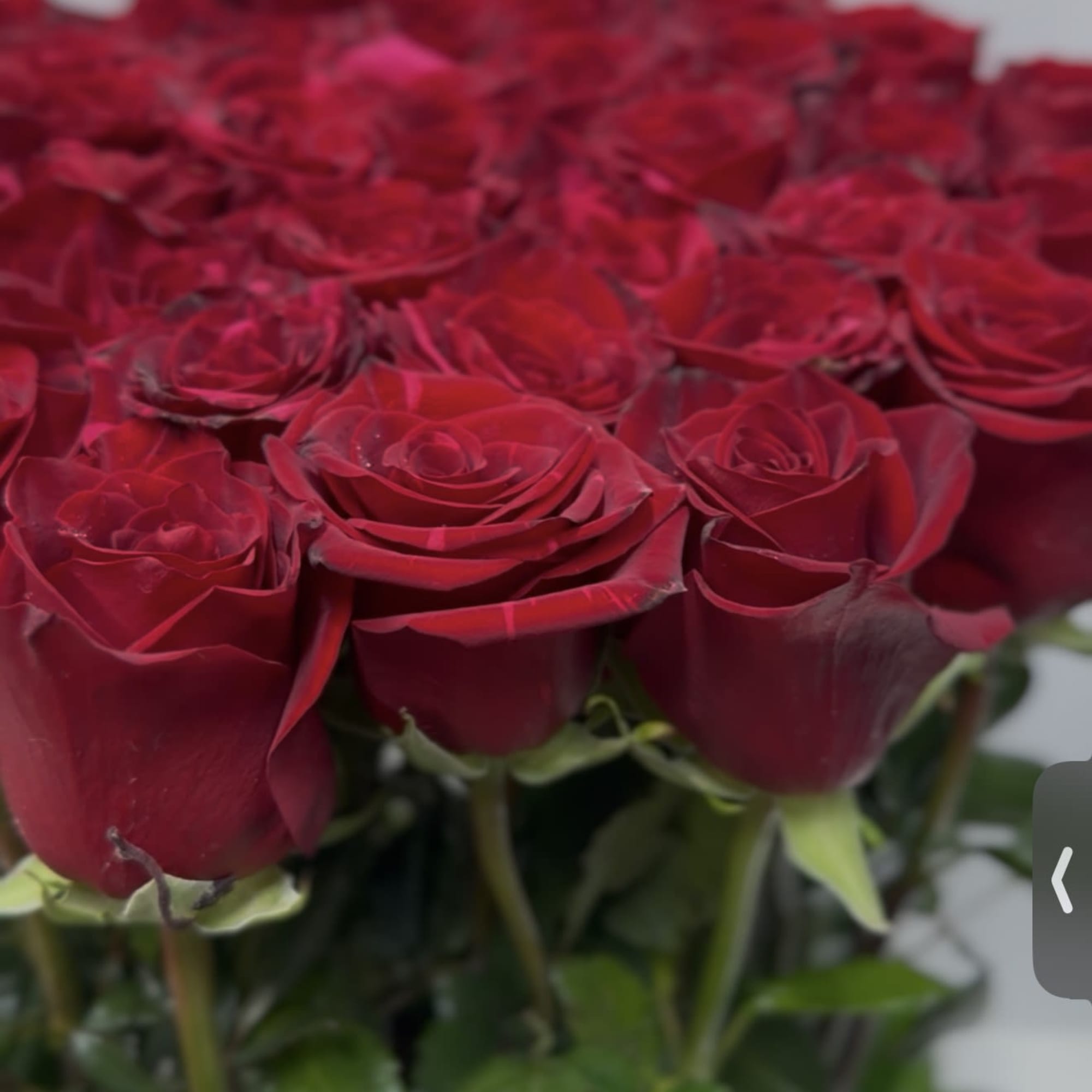 Red Reverence presents premium red roses gracefully arranged with lush, fresh greenery.
