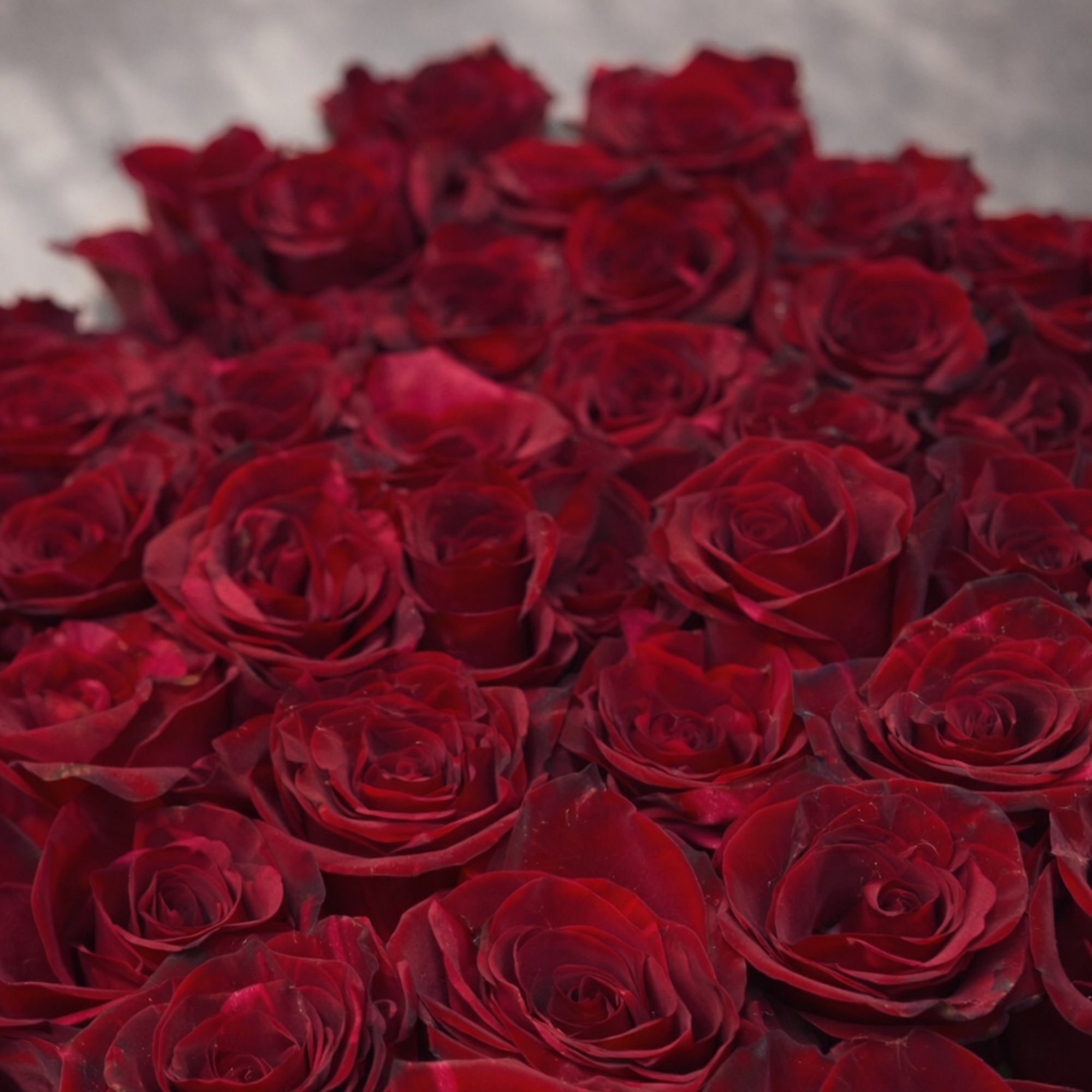 Red Reverence presents premium red roses gracefully arranged with lush, fresh greenery.