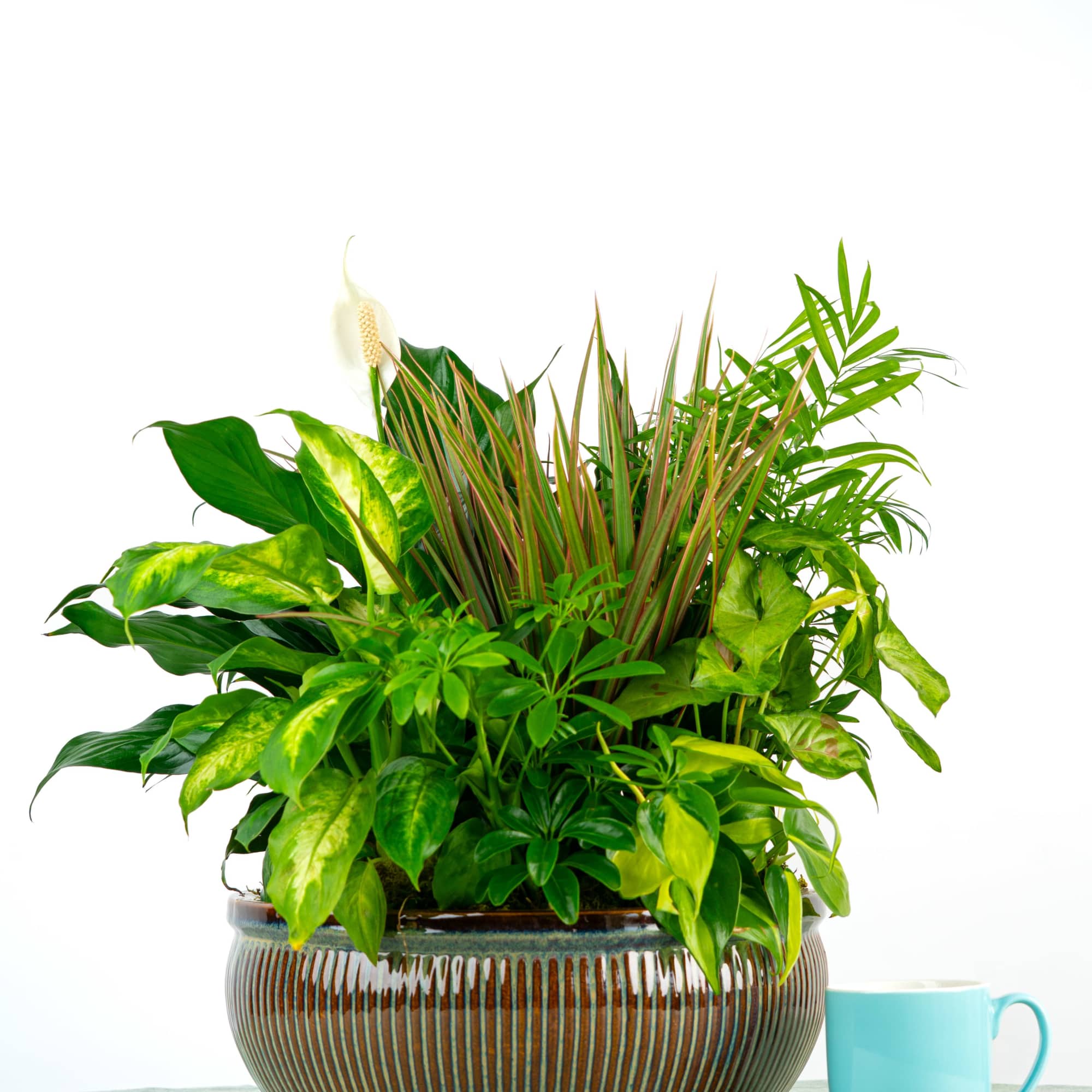 A statement of care, our Grant Dish Garden includes a generous mix