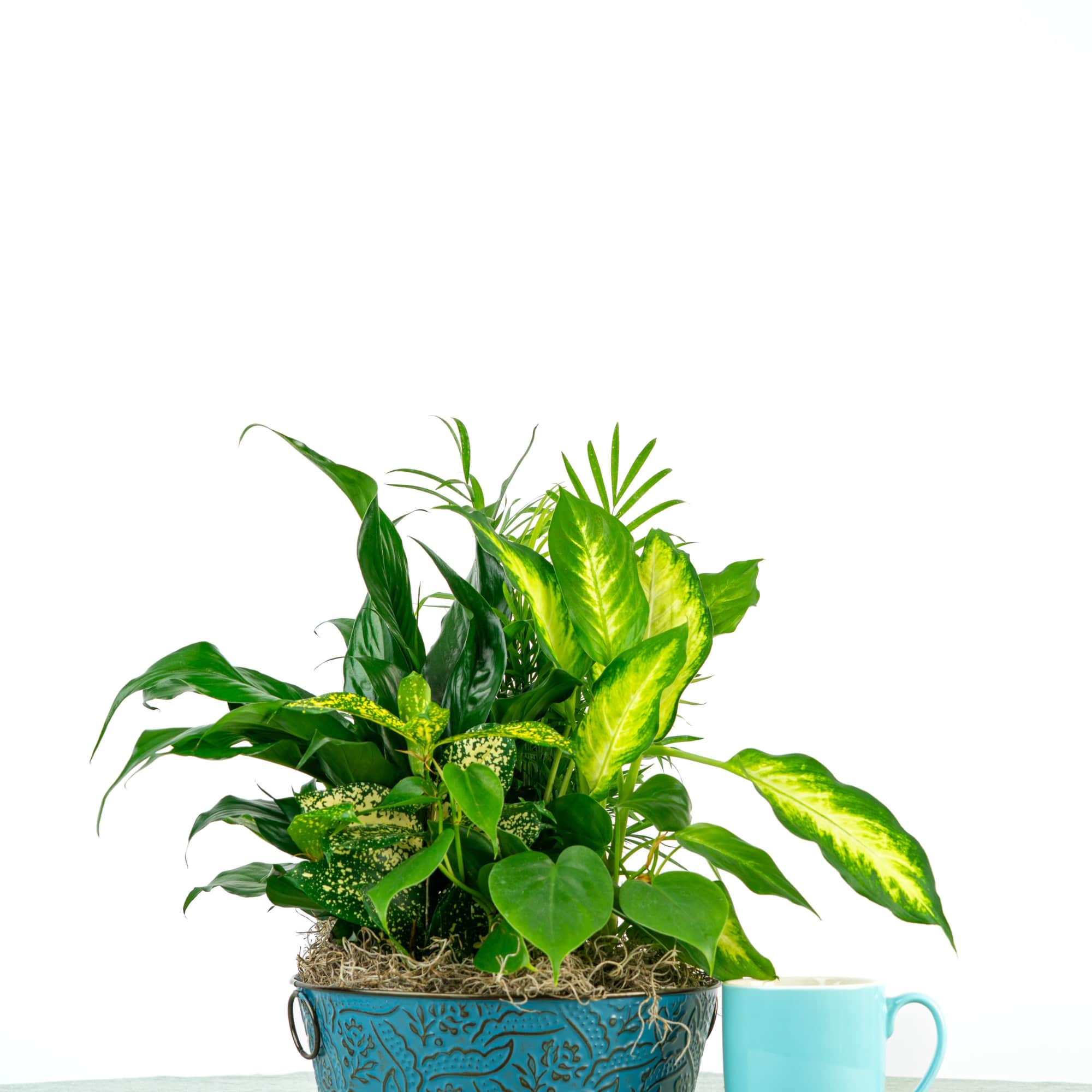 This garden mix combines rich greenery with variegated plants for texture variety.