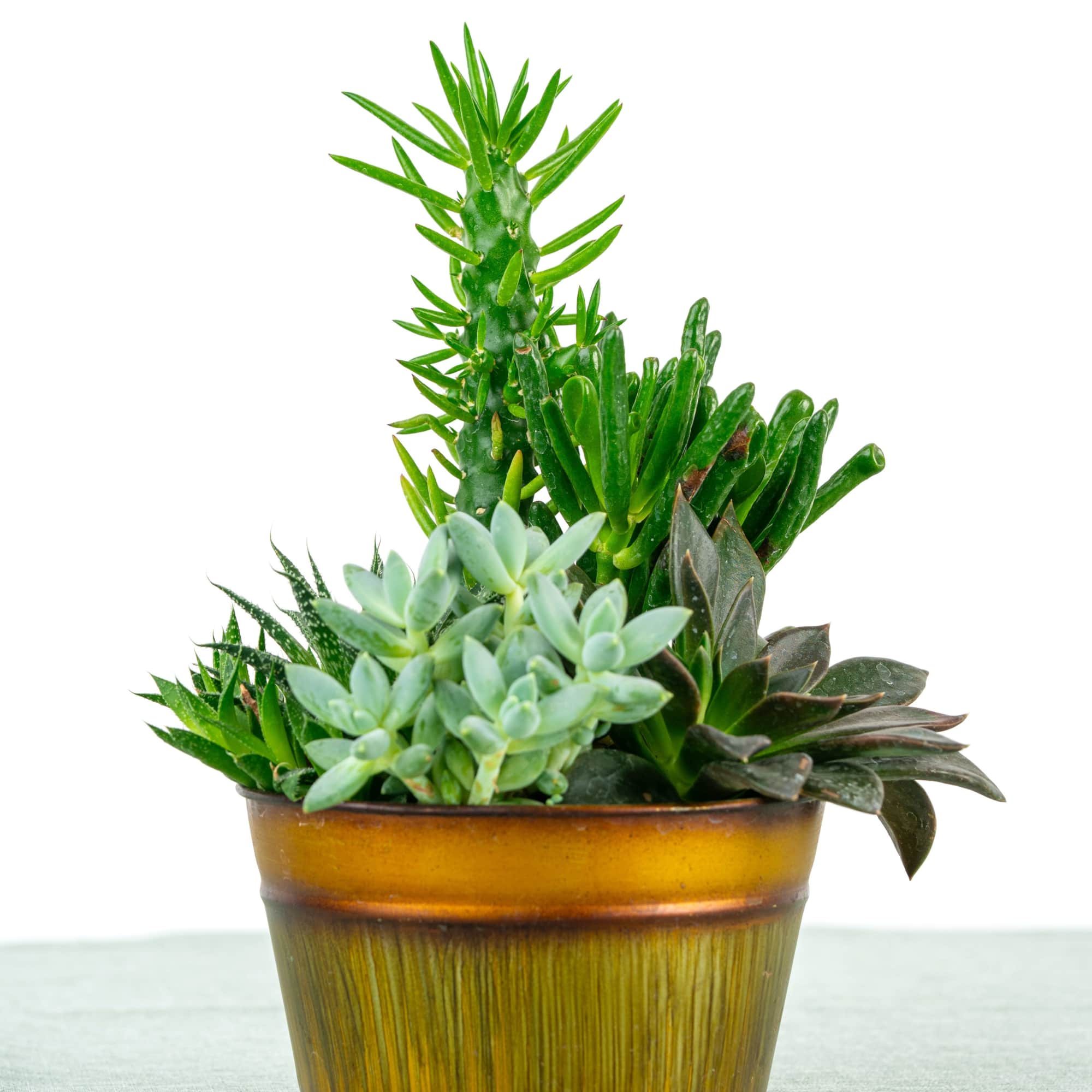 A charming collection of assorted succulents artfully arranged in a decorative container.