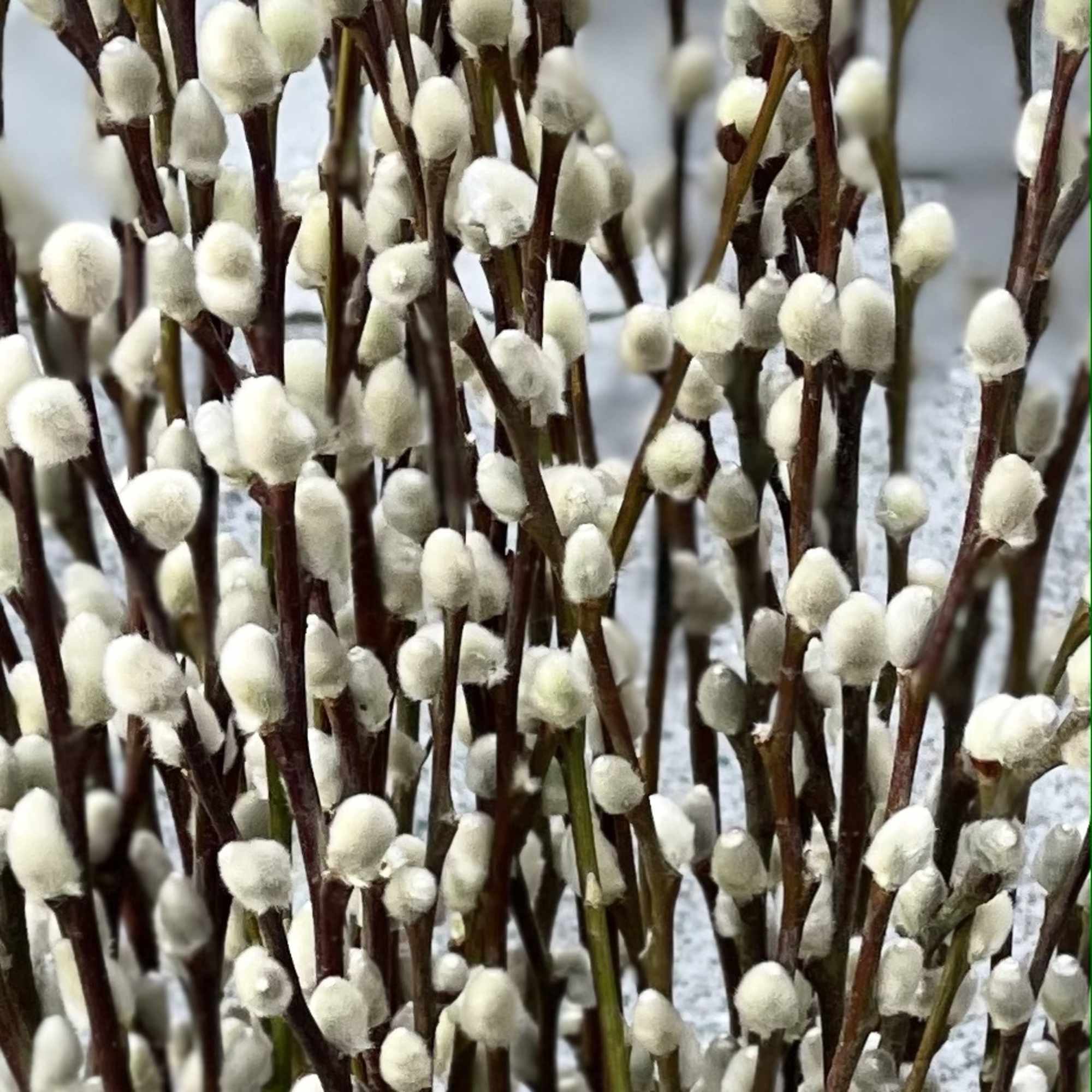 Premium silver tip pussy willow branches from Oregon in a sleek black