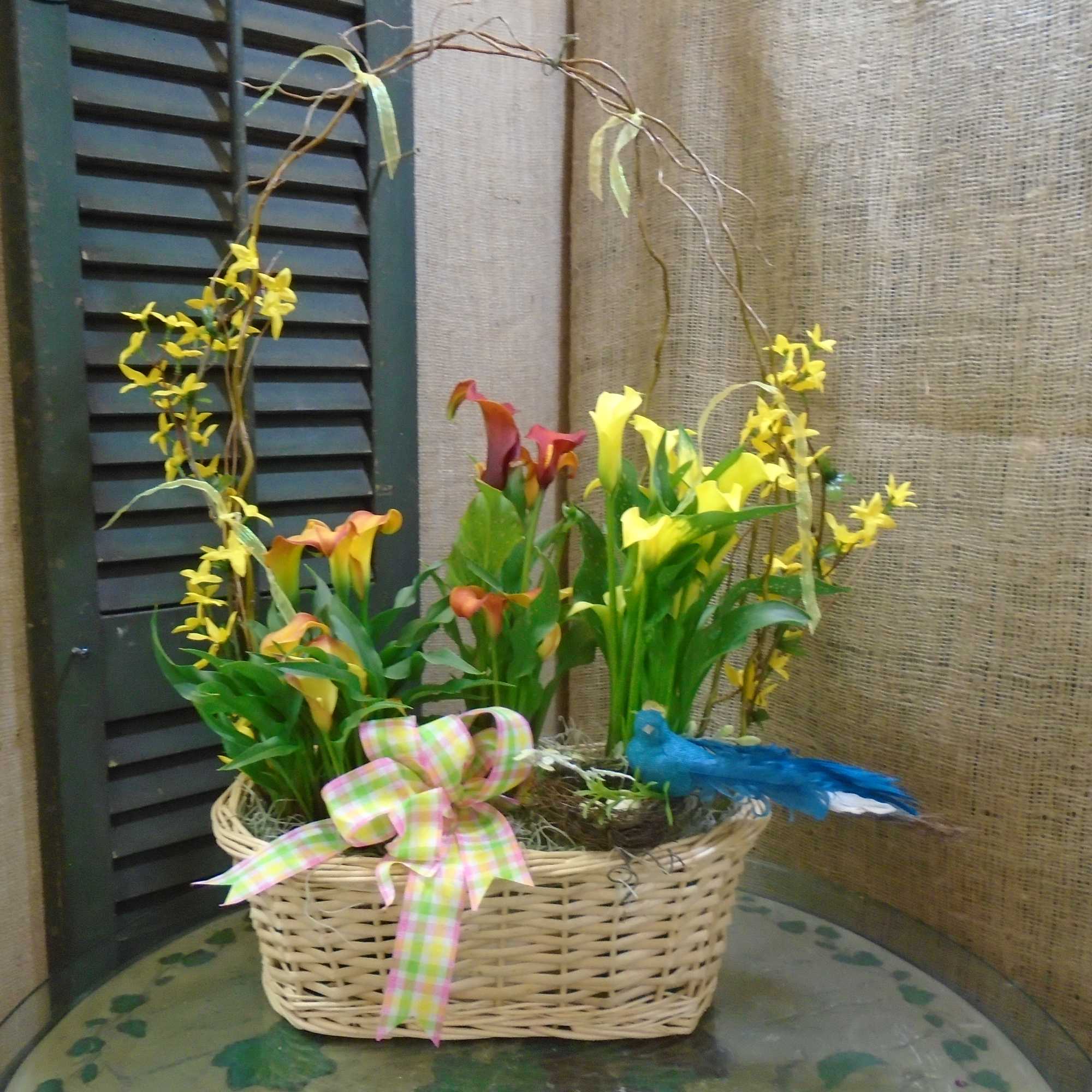 Basket of blooming plants. Available mostly in the spring from Haehn Florist