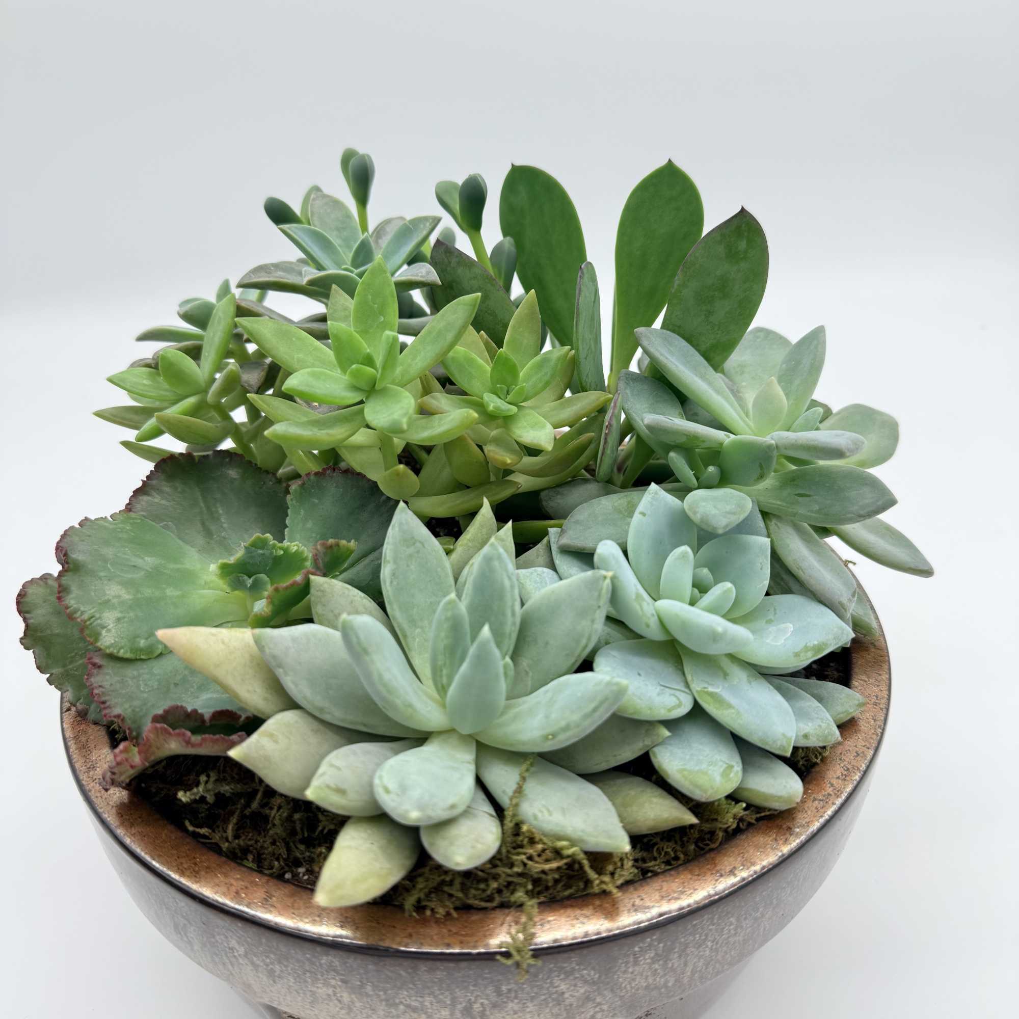 Give this long lasting gift of a succulent dish garden. Great for