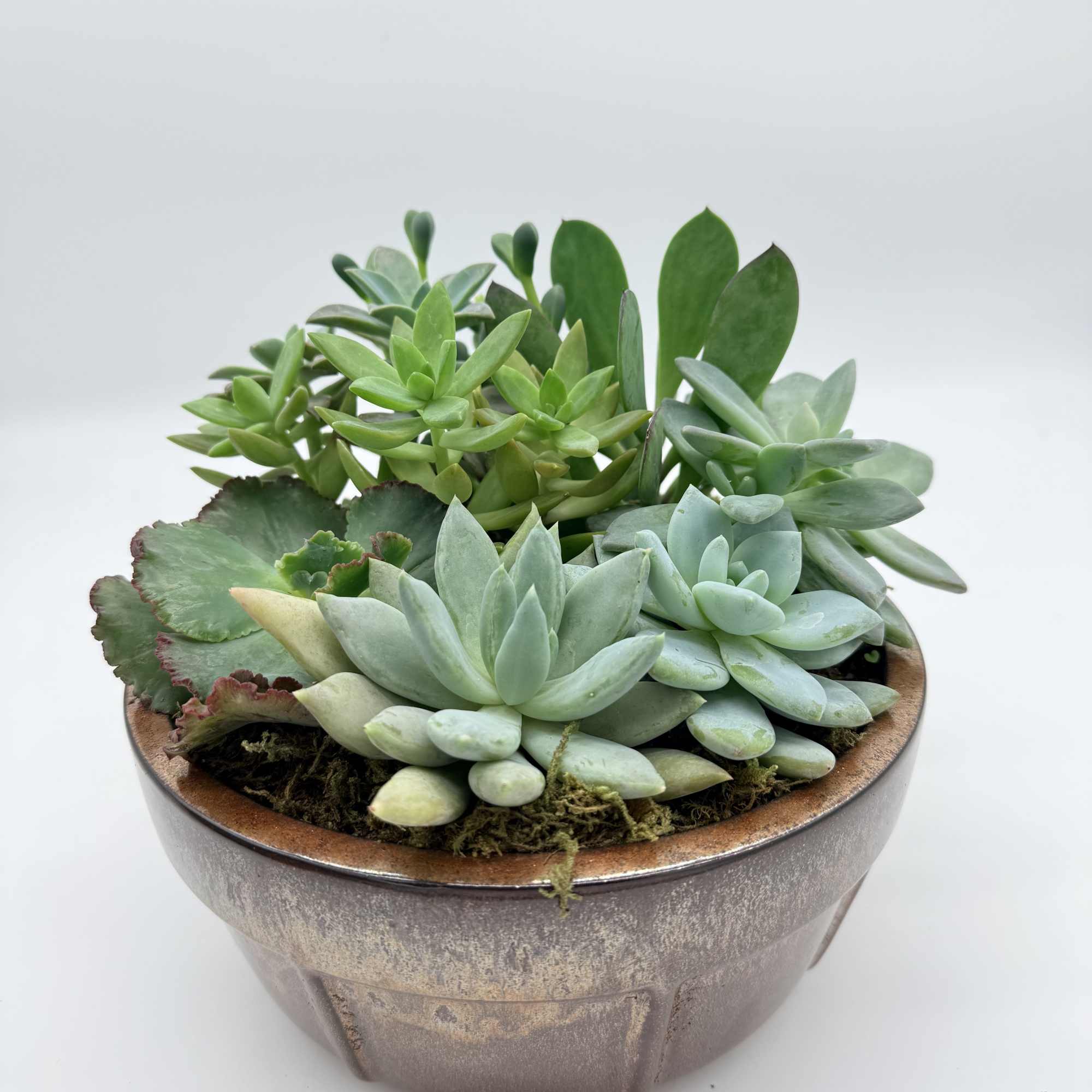 Give this long lasting gift of a succulent dish garden. Great for