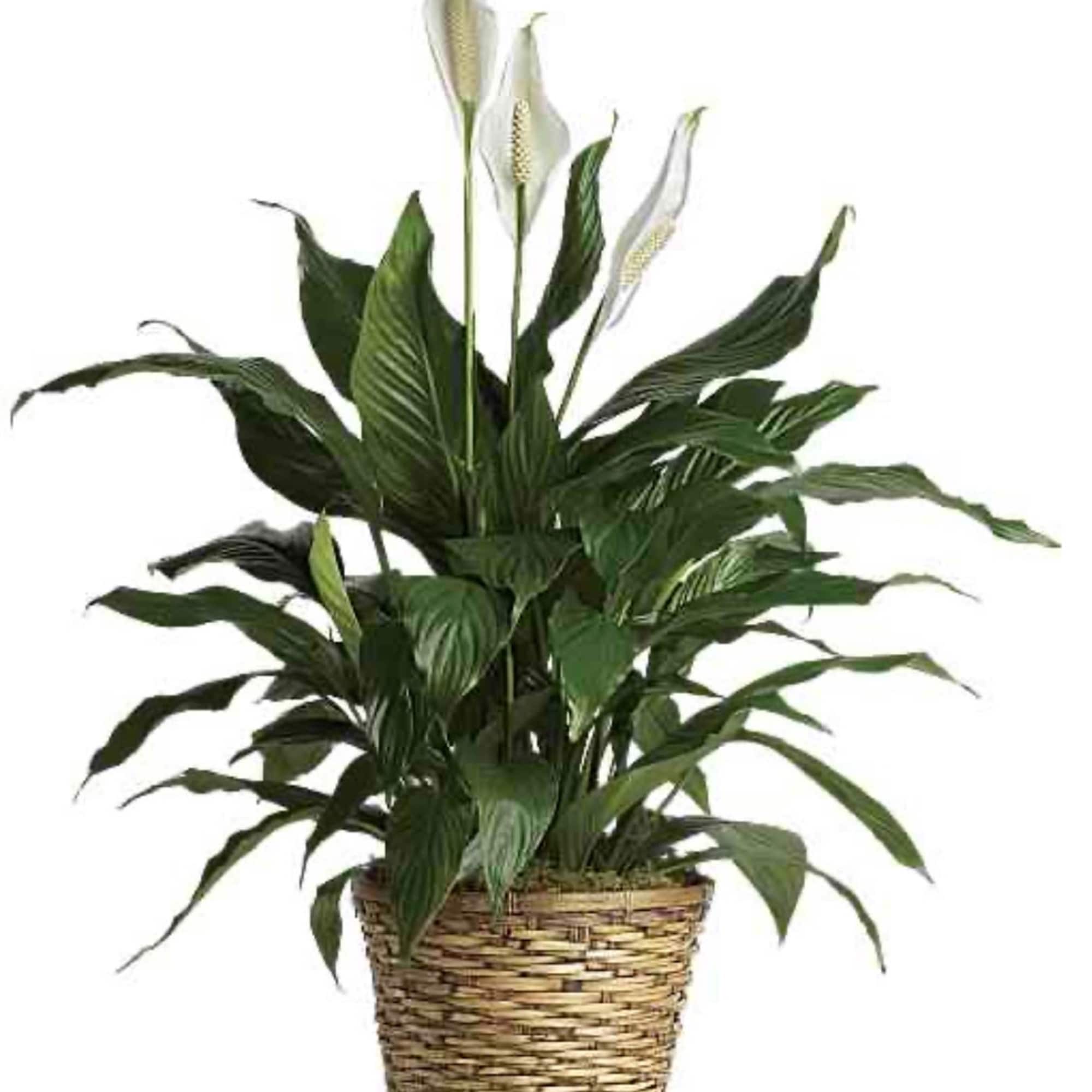 Known for its indoor beauty and ability to clear the air of