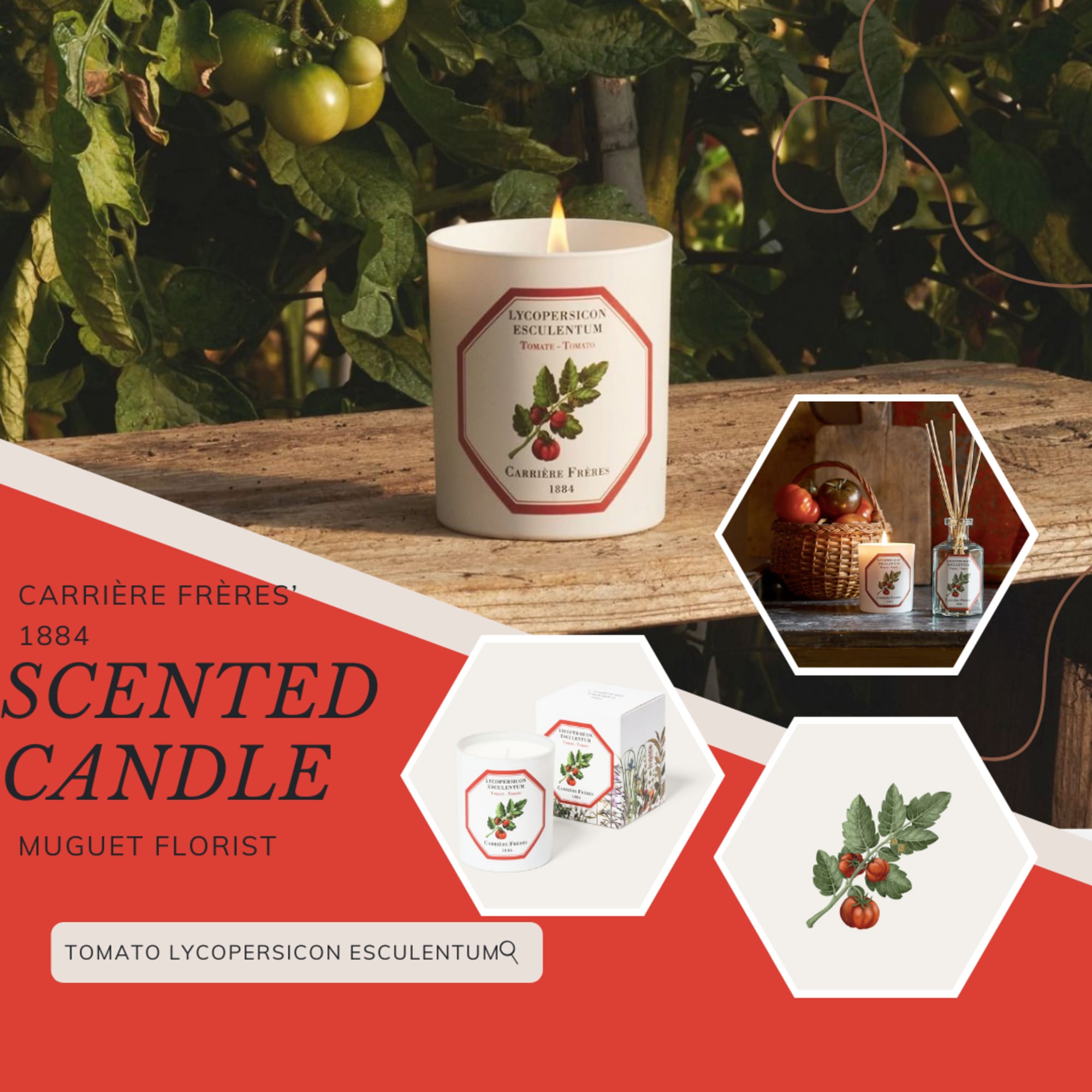 The tomato, a berry of the Solanaceae family, is one of the