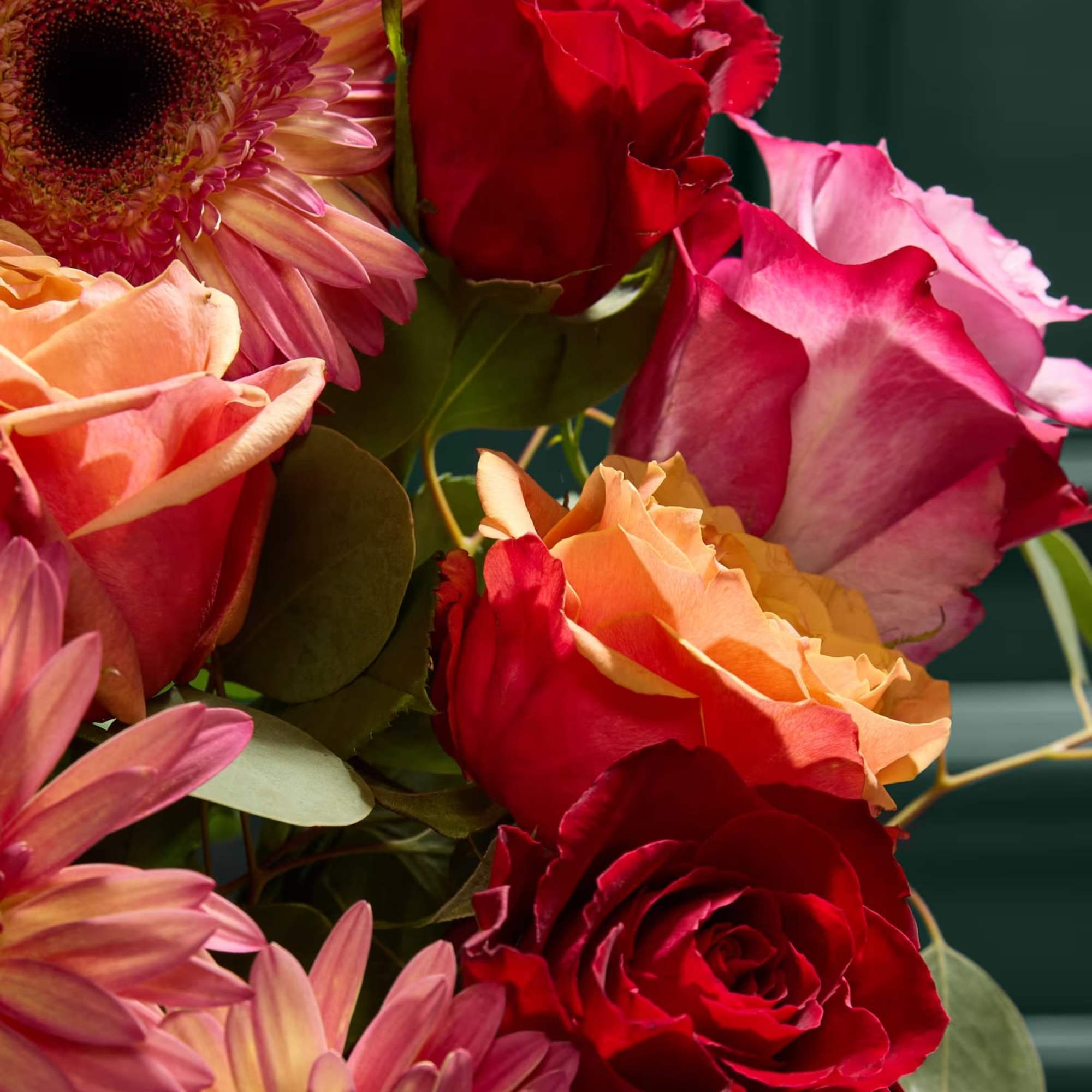 Close-up bouquet of red and pink roses with pink gerbera daisies