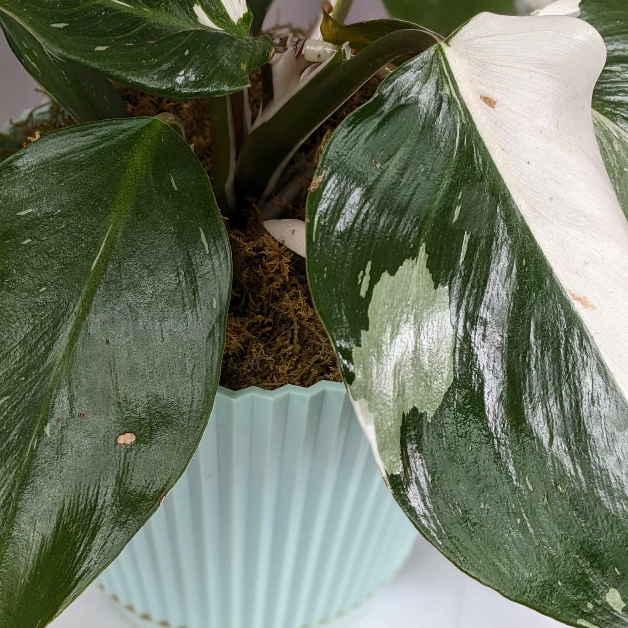 The White Knight Philodendron is a striking houseplant prized for its bold