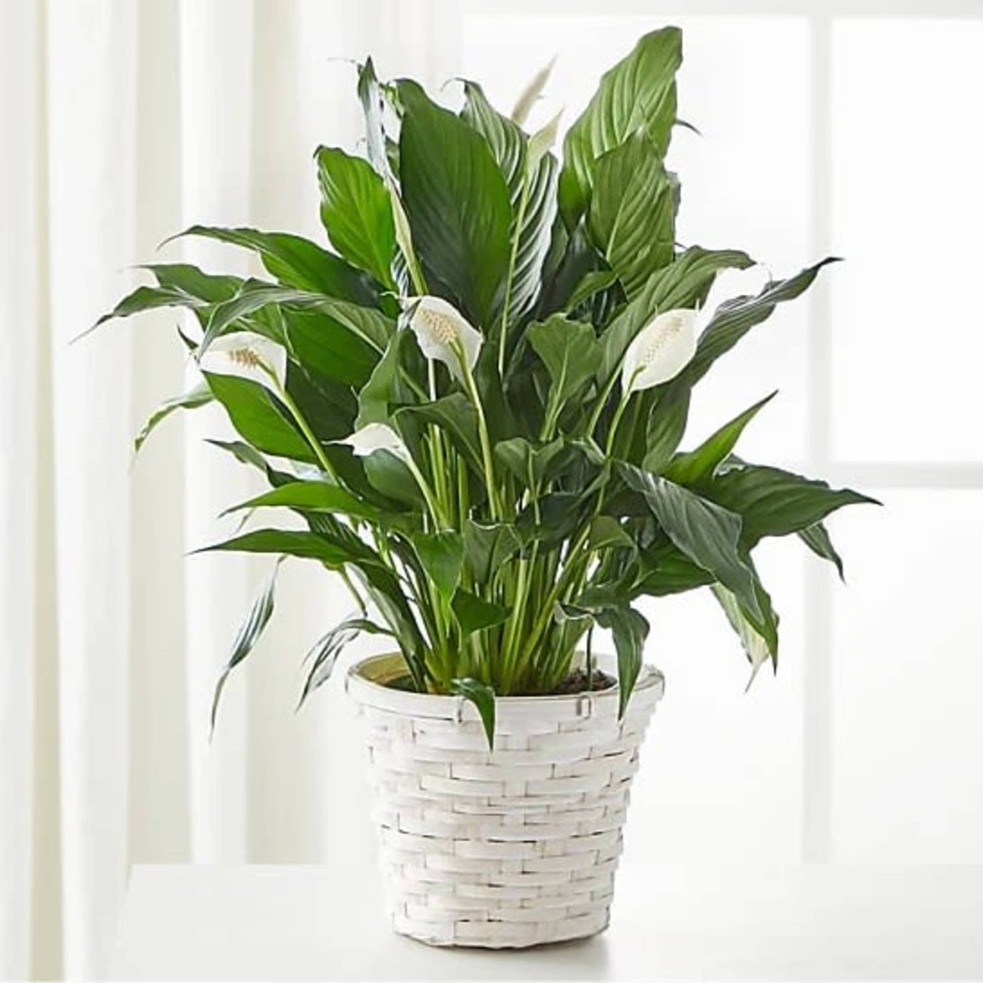 A beautiful blooming plant that is suitable for their home or office