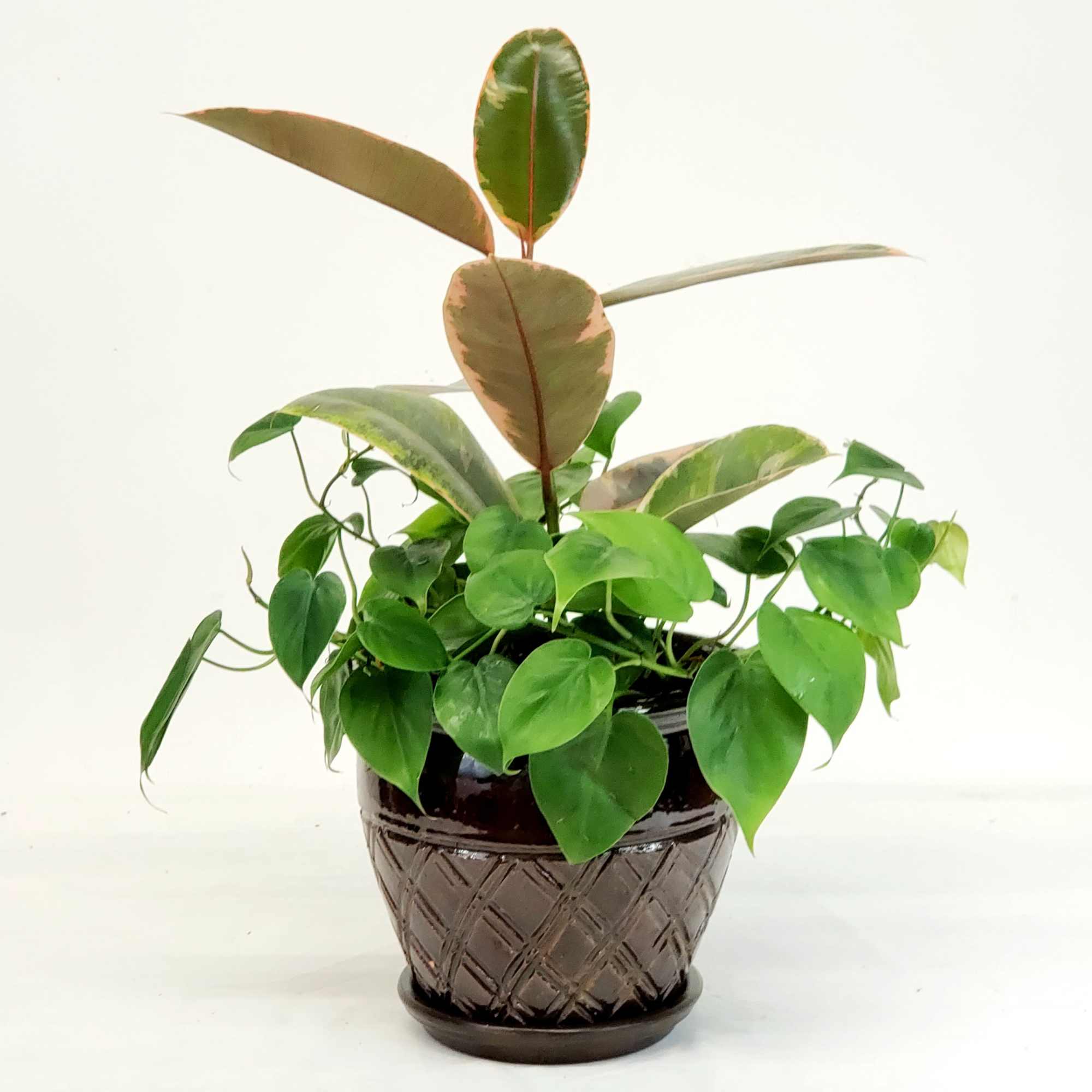 Potted houseplant with glossy green and variegated leaves in a dark decorative pot