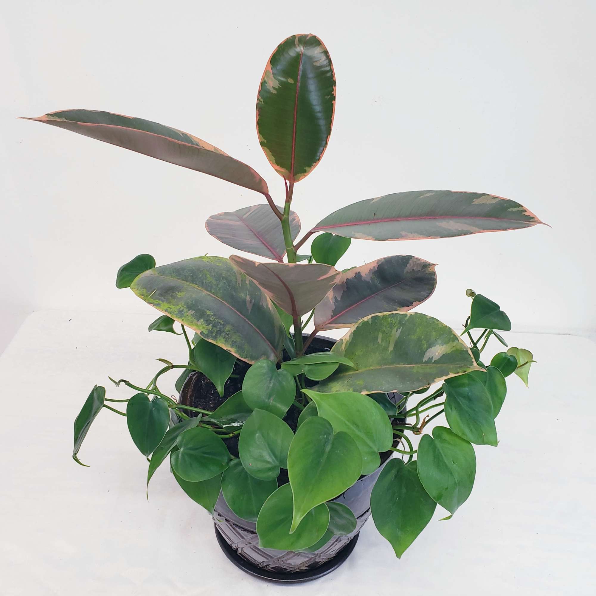 Potted rubber plant with variegated leaves and trailing green foliage