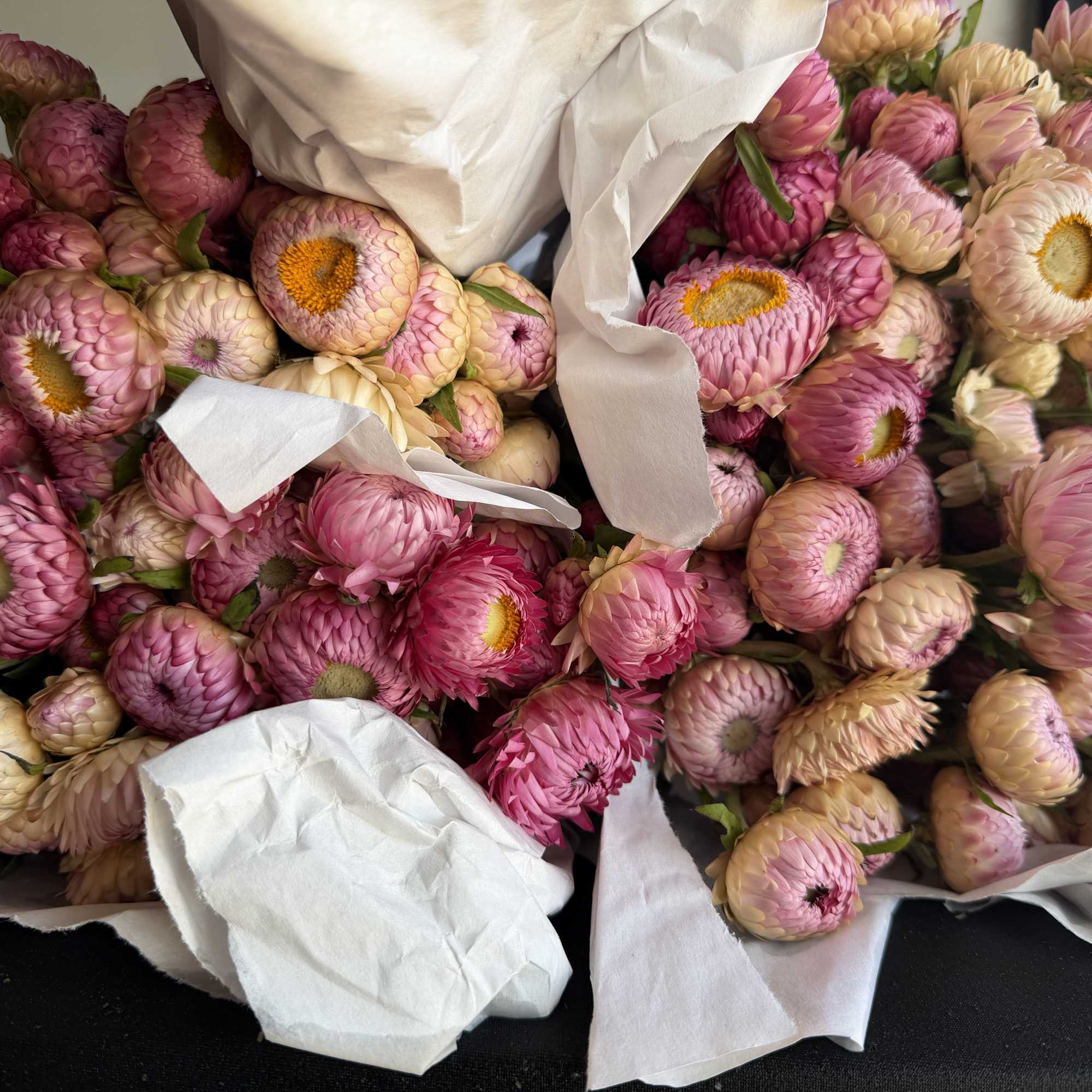 pack of 5 straw flower stems color available in candy pink. wholesale