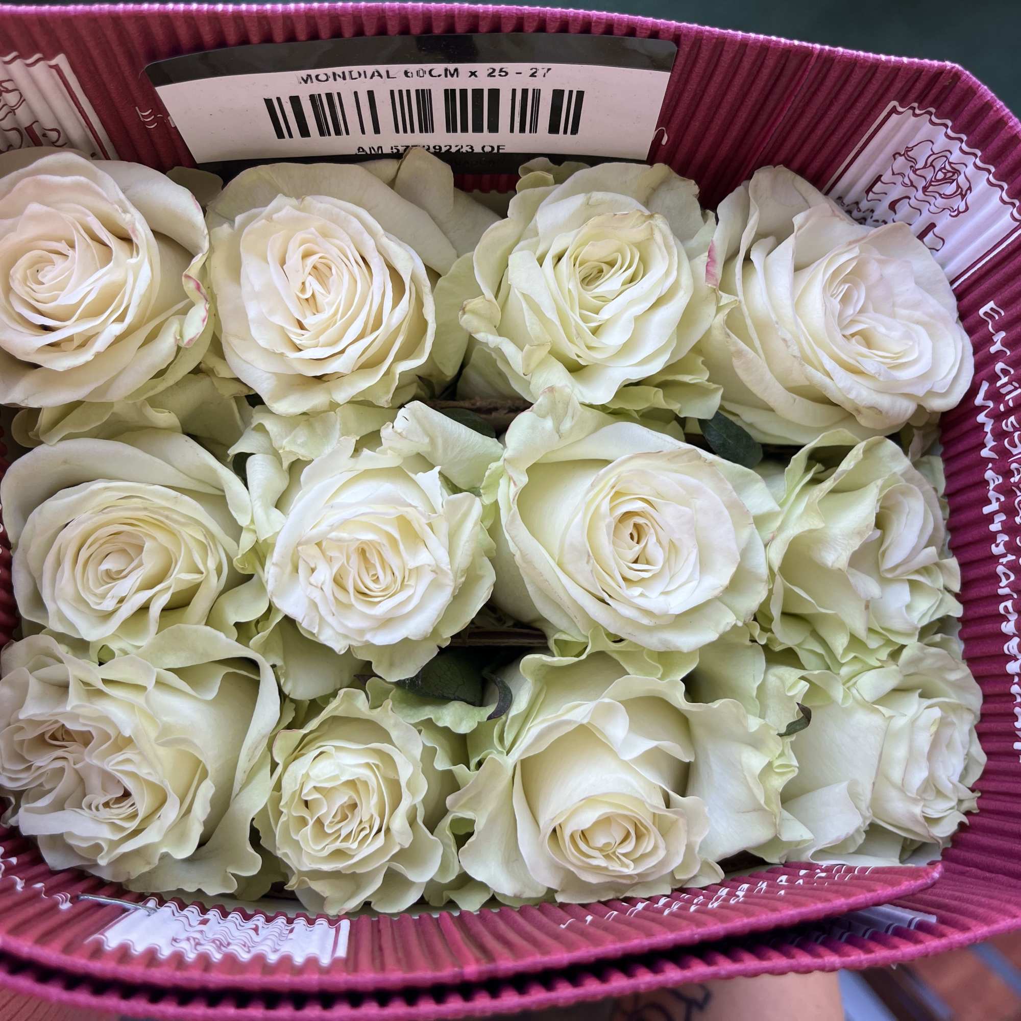 25 long stemmed Ecuadorian roses in the color vendela white