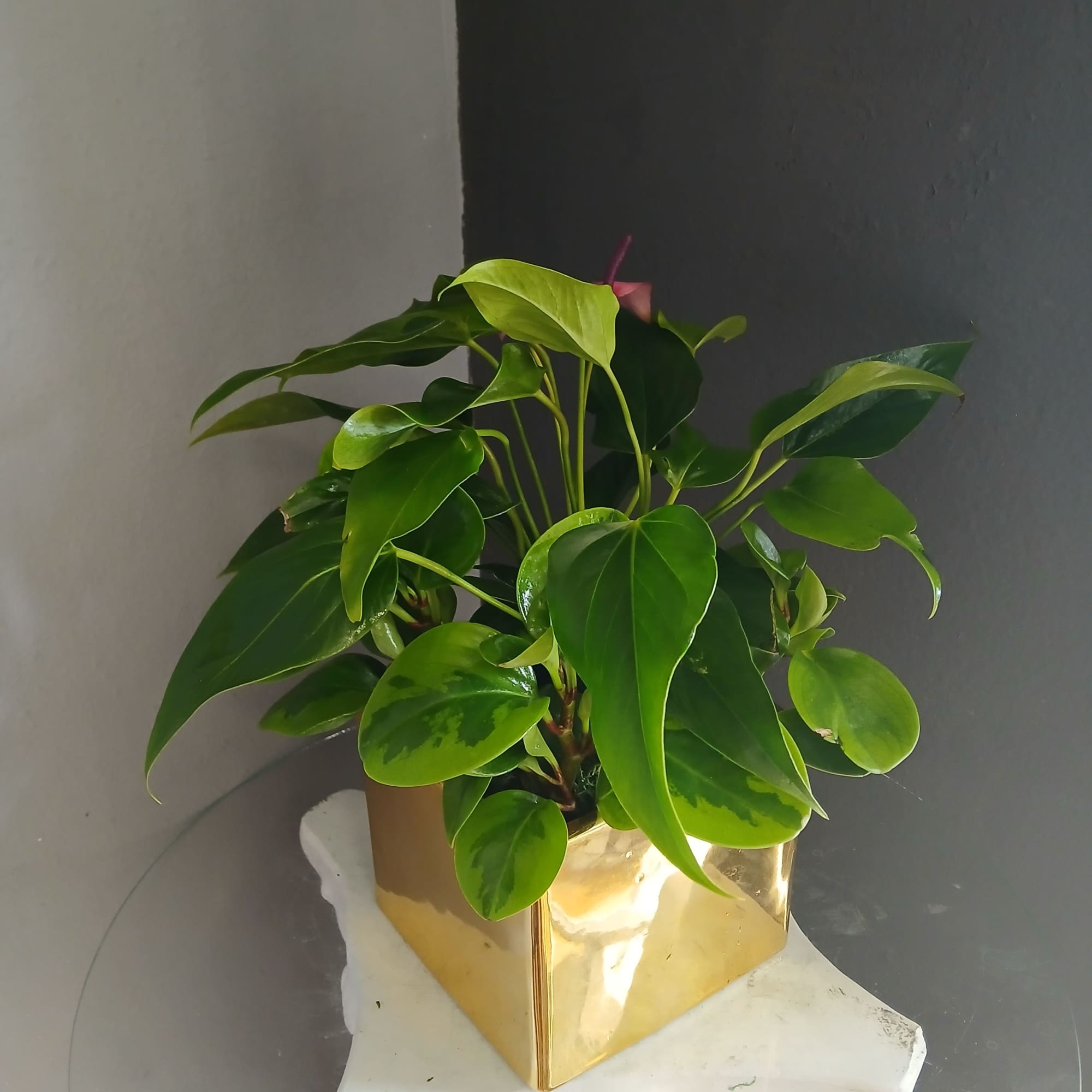 A beautiful, lively mix of anthurium and peperomia in a decorative gold