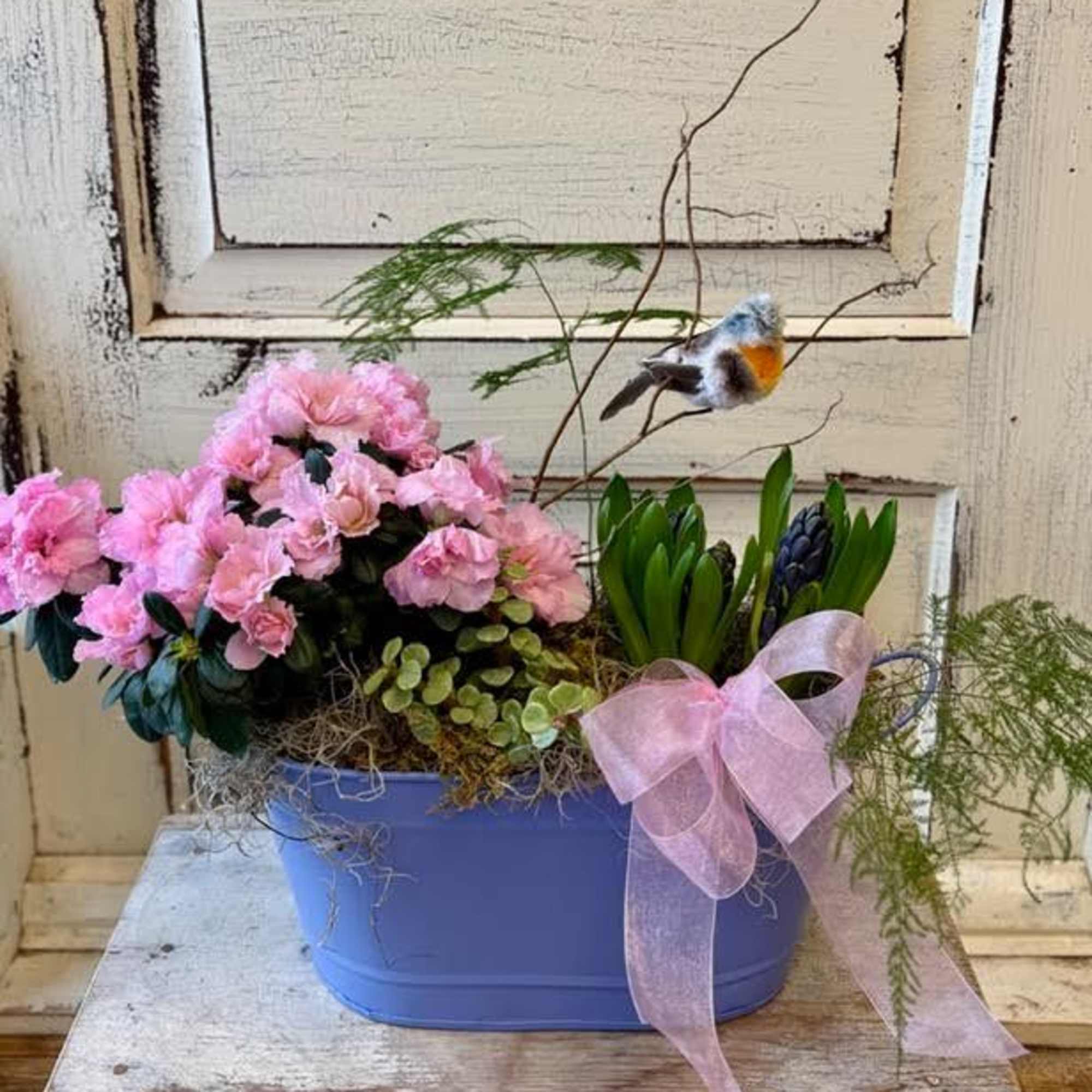 What says spring like a combination of blooming plants (these will be