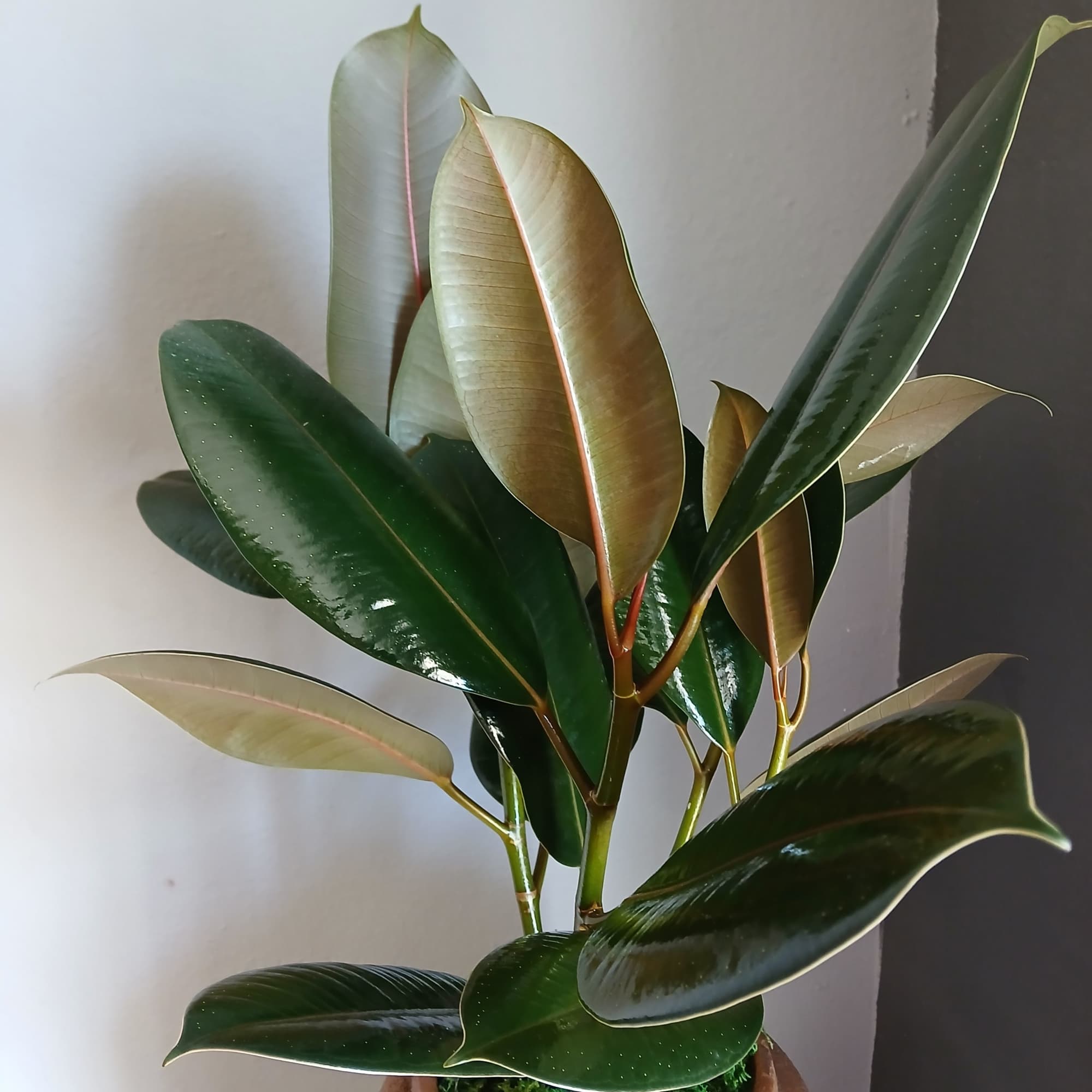 Classic choice, a hearty ficus potted in a tall brown container. Easy