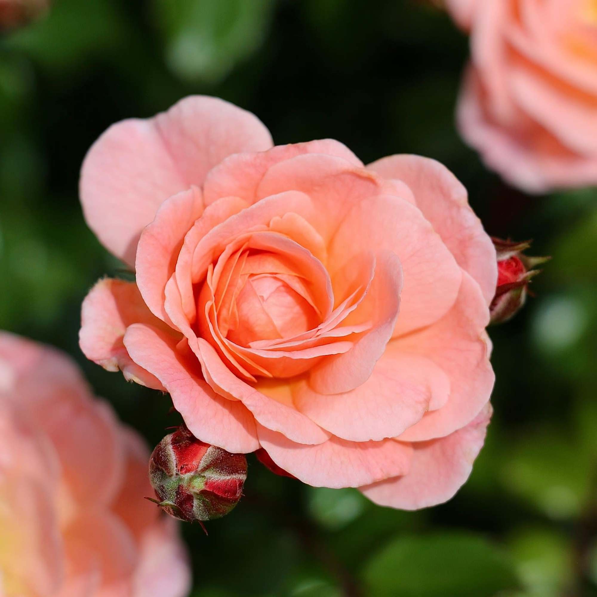 A set of 10 mini vase arrangements ready for your corporate event