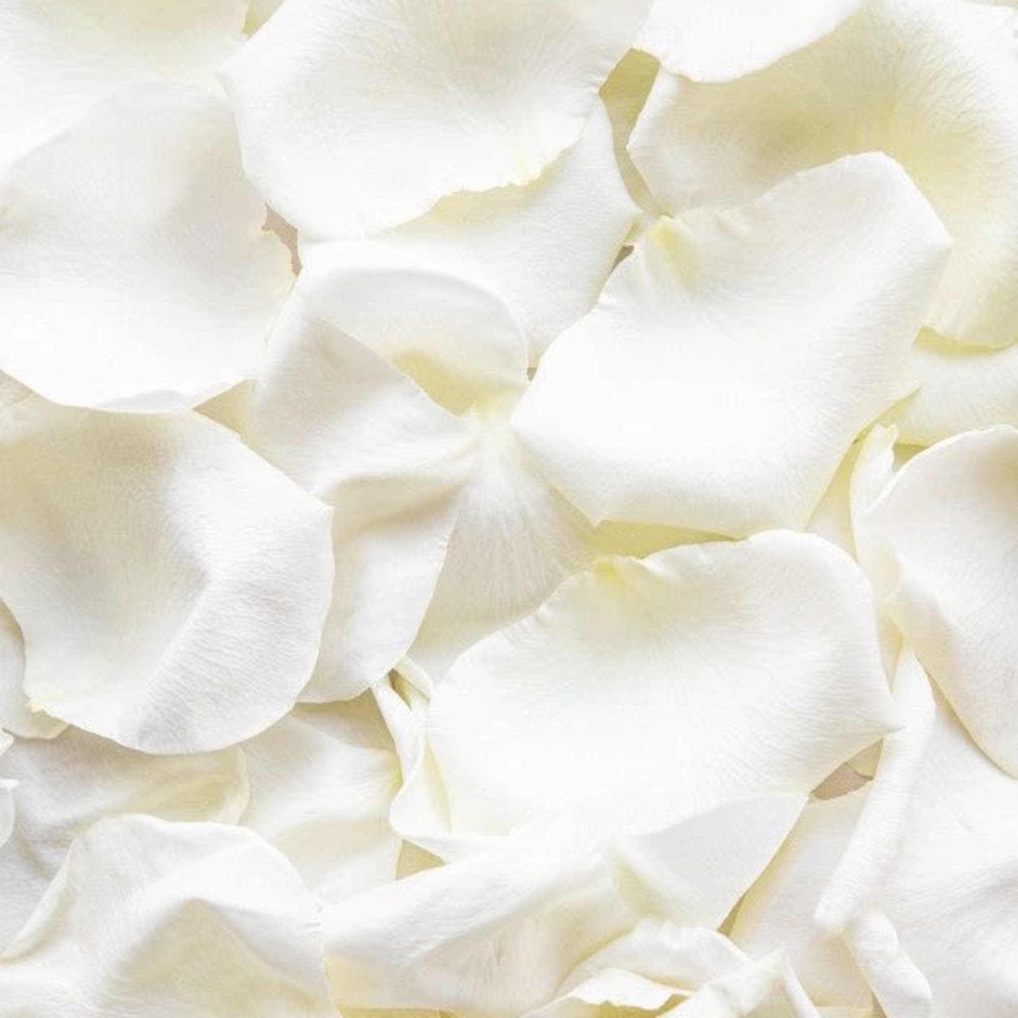 Close-up of white rose petals filling the frame