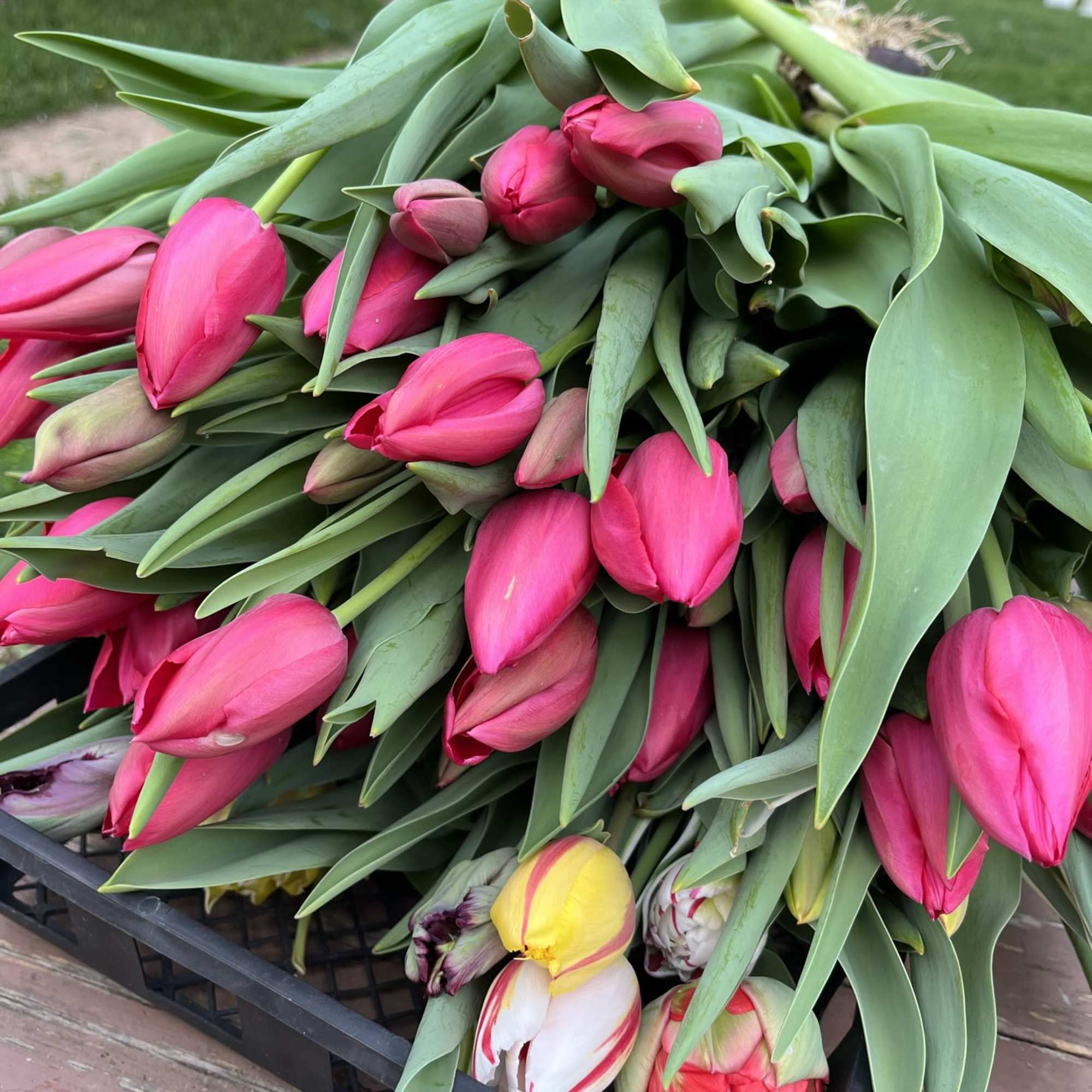 The ten locally grown tulips will be a variety of colors and