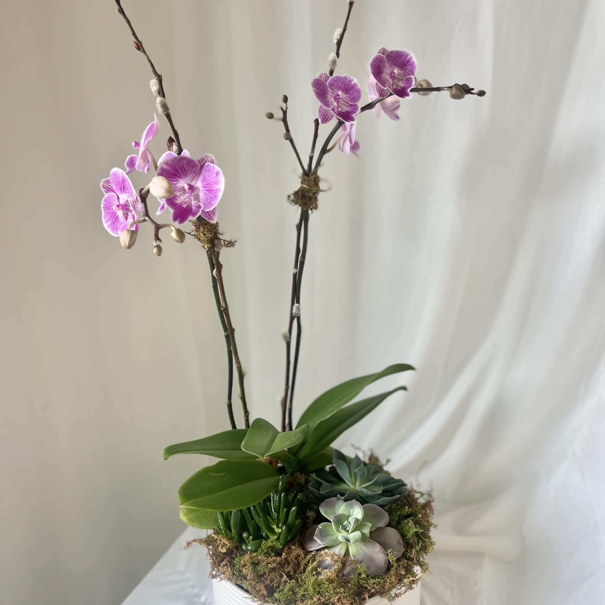 A lovely design featuring one Phalaenopsis orchid, and 3 succulents. Gathered in