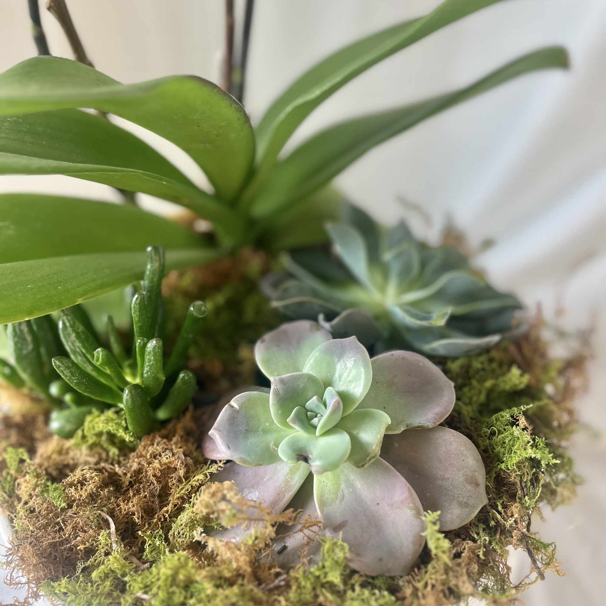 A lovely design featuring one Phalaenopsis orchid, and 3 succulents. Gathered in