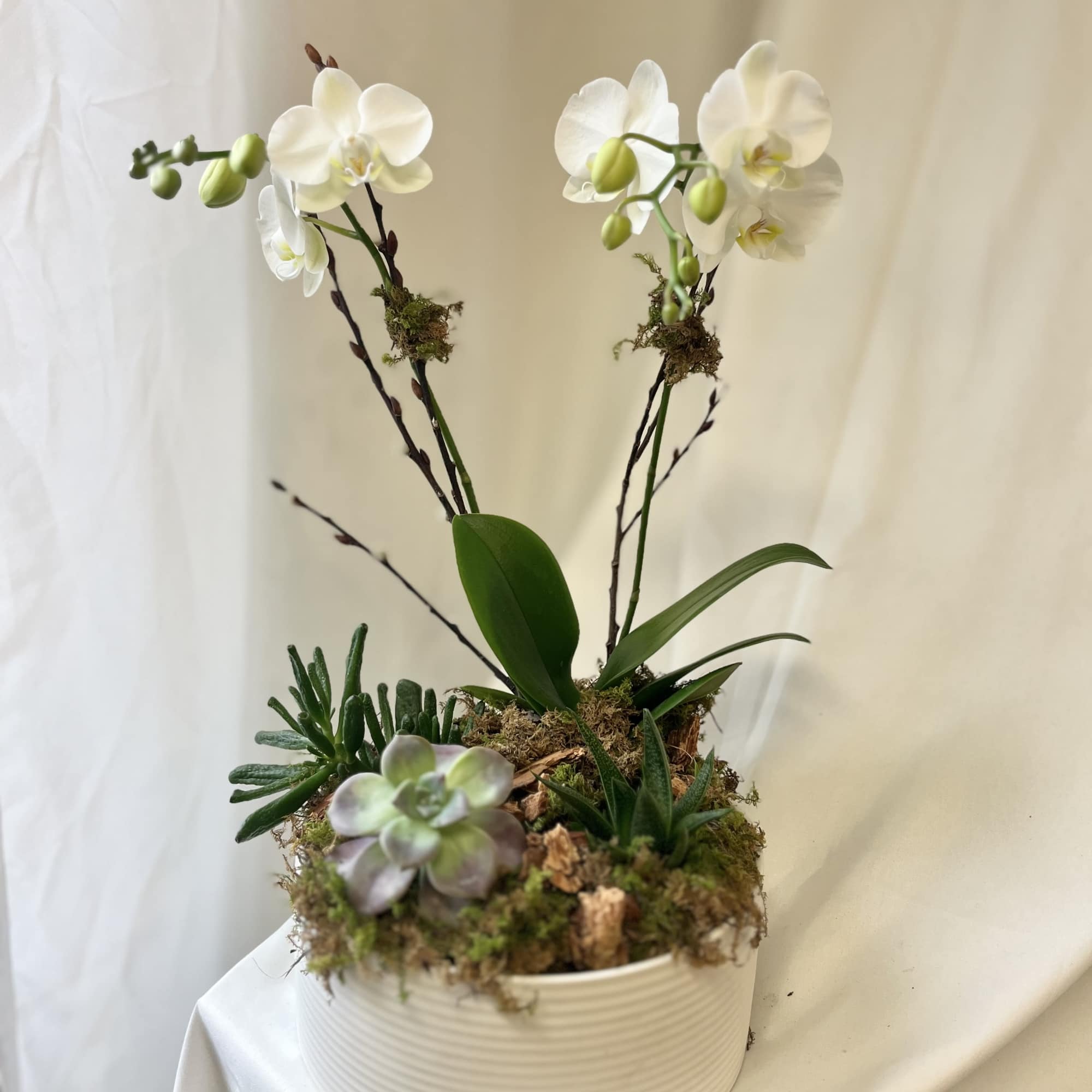 A lovely design featuring one Phalaenopsis orchid, and 3 succulents. Gathered in