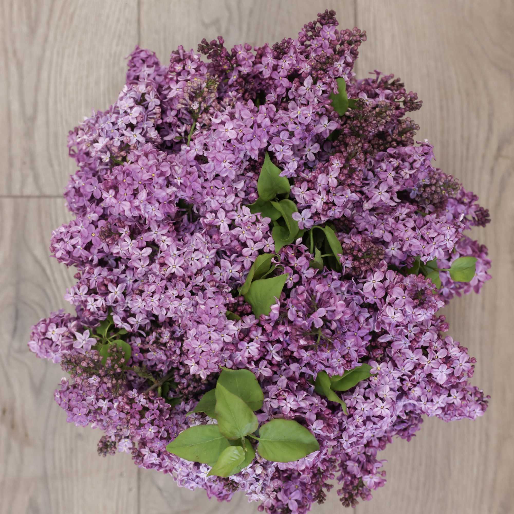 This arrangement comes with a beautiful batch of lilacs. 