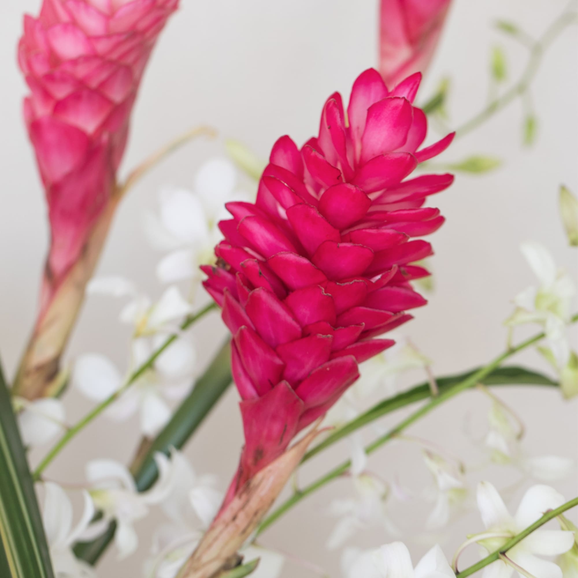 Trendy and Fun, this arrangement features exotic tropical flowers that exude elegance