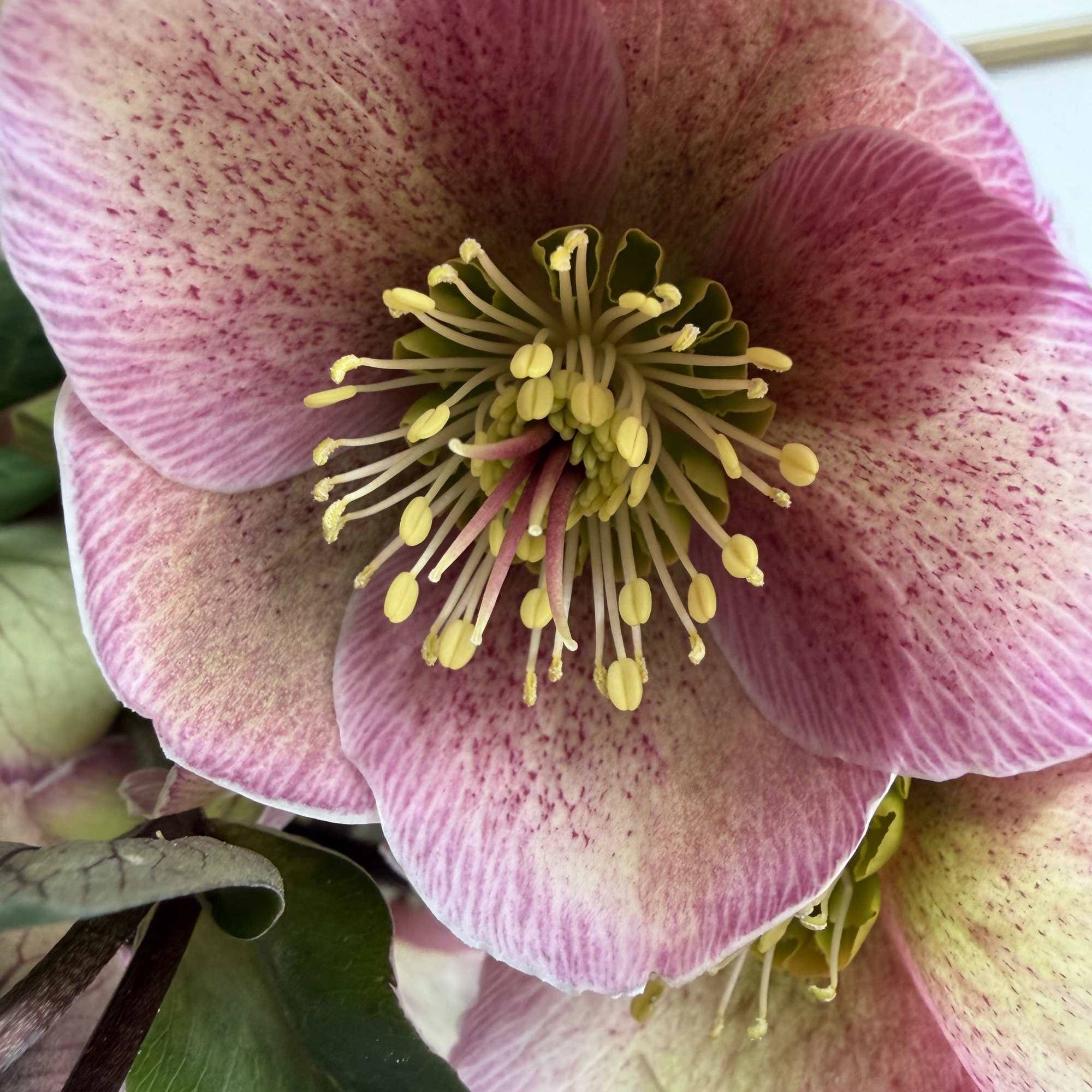 lente roses 
beauty is in every detail 
