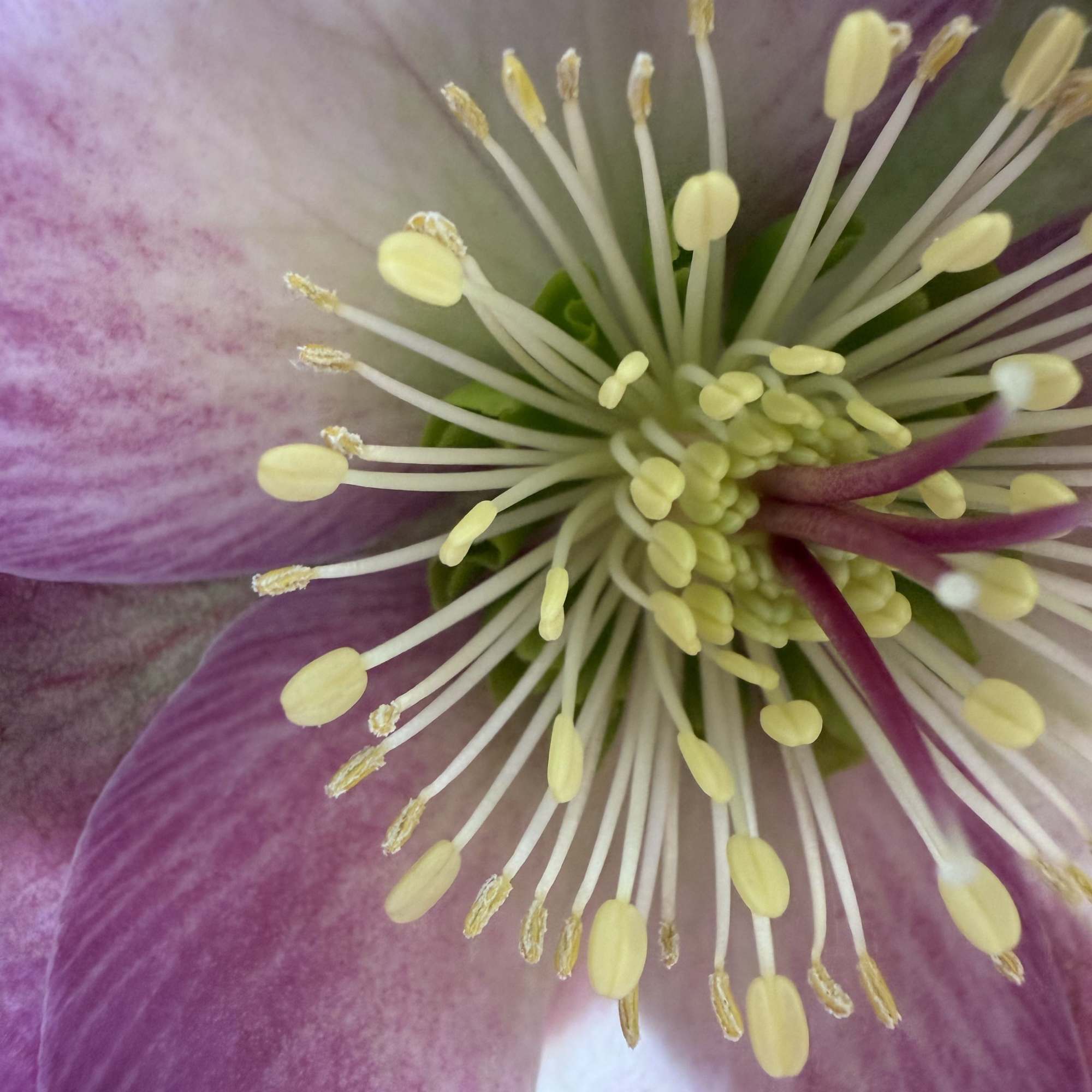 lente roses 
beauty is in every detail 
