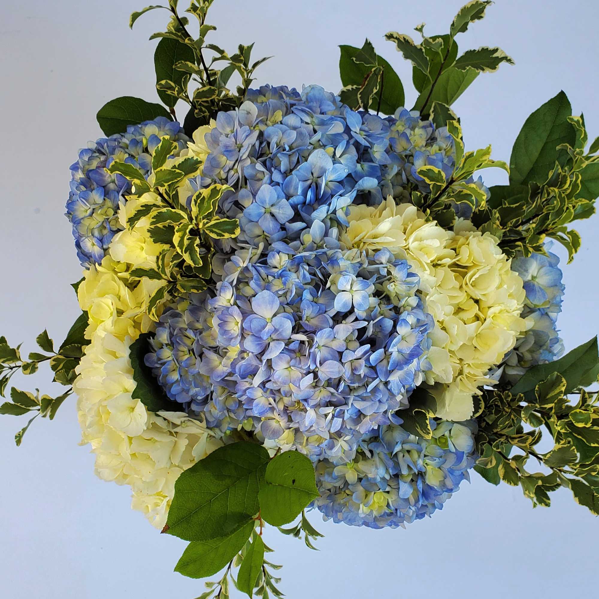Rounded bouquet of blue and pale yellow hydrangeas with variegated foliage against a light background