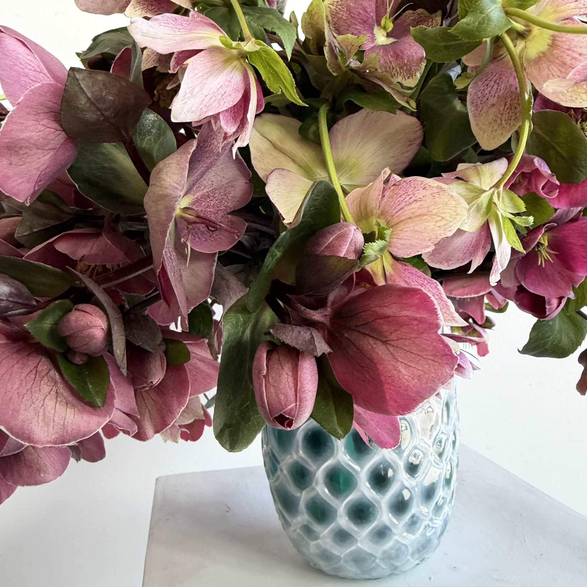 helleborus' delicately cupped, nodding heads and big, jagged edged leaves are sometimes