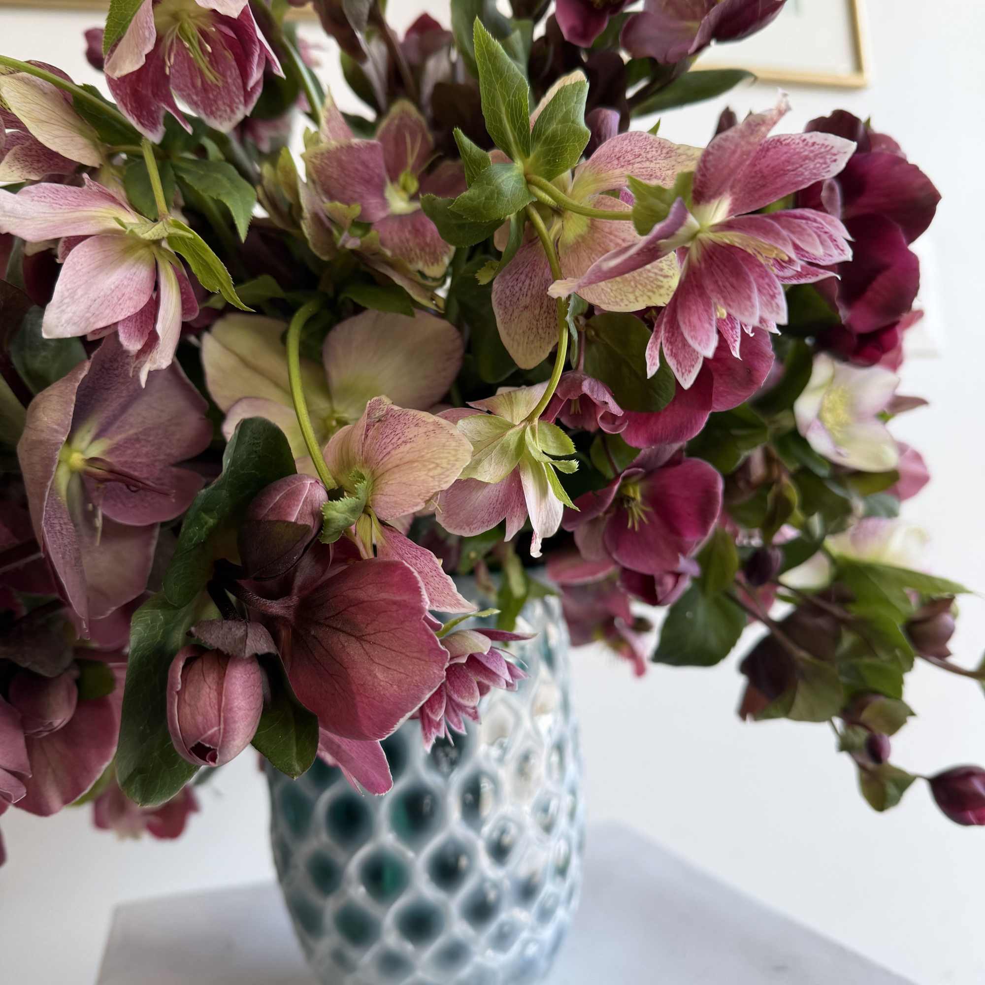 helleborus' delicately cupped, nodding heads and big, jagged edged leaves are sometimes