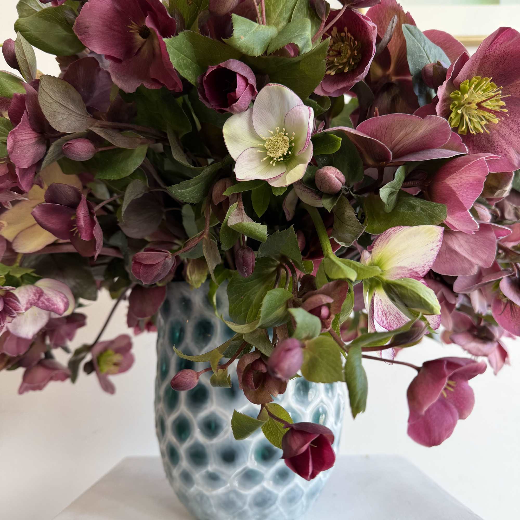 helleborus' delicately cupped, nodding heads and big, jagged edged leaves are sometimes