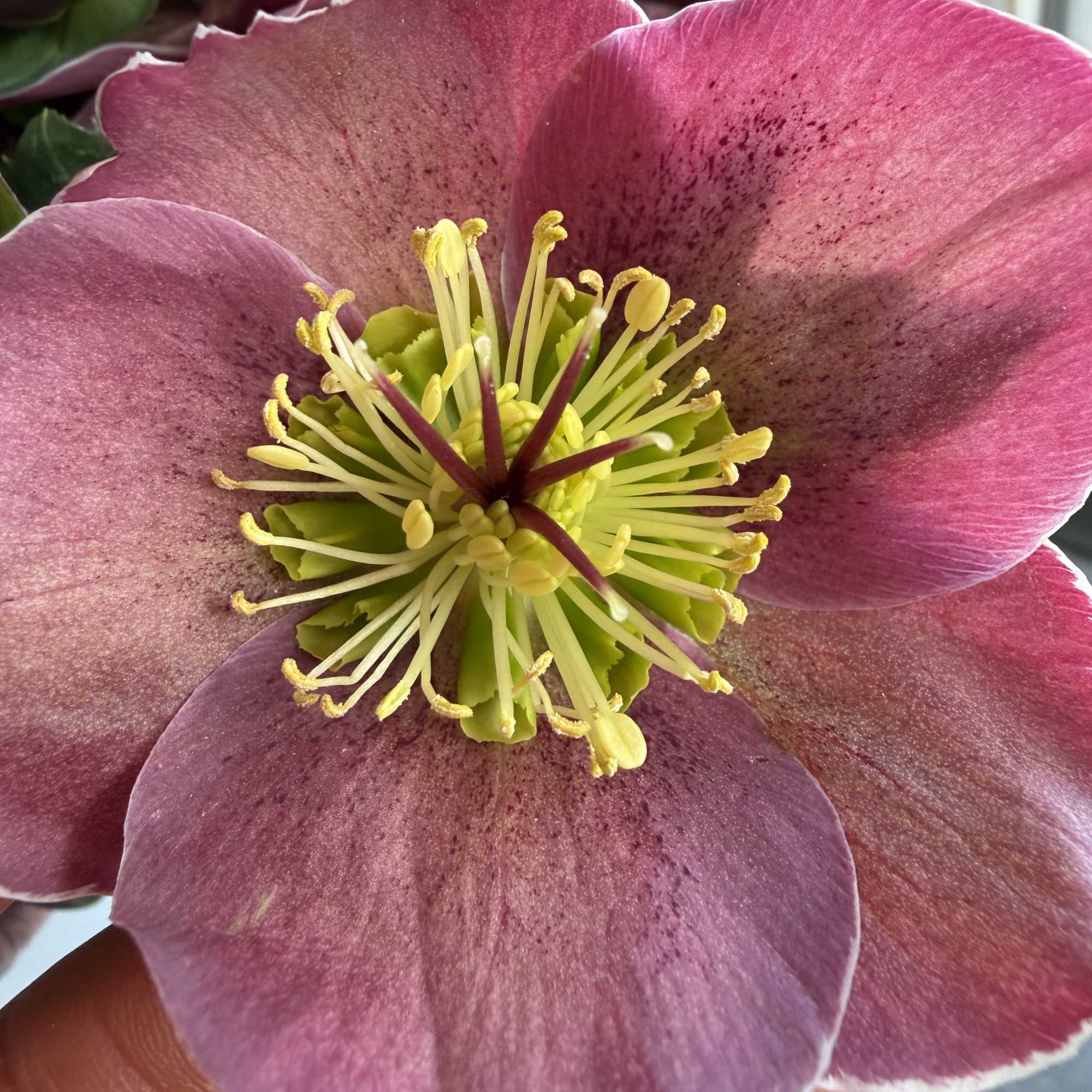helleborus' delicately cupped, nodding heads and big, jagged edged leaves are sometimes