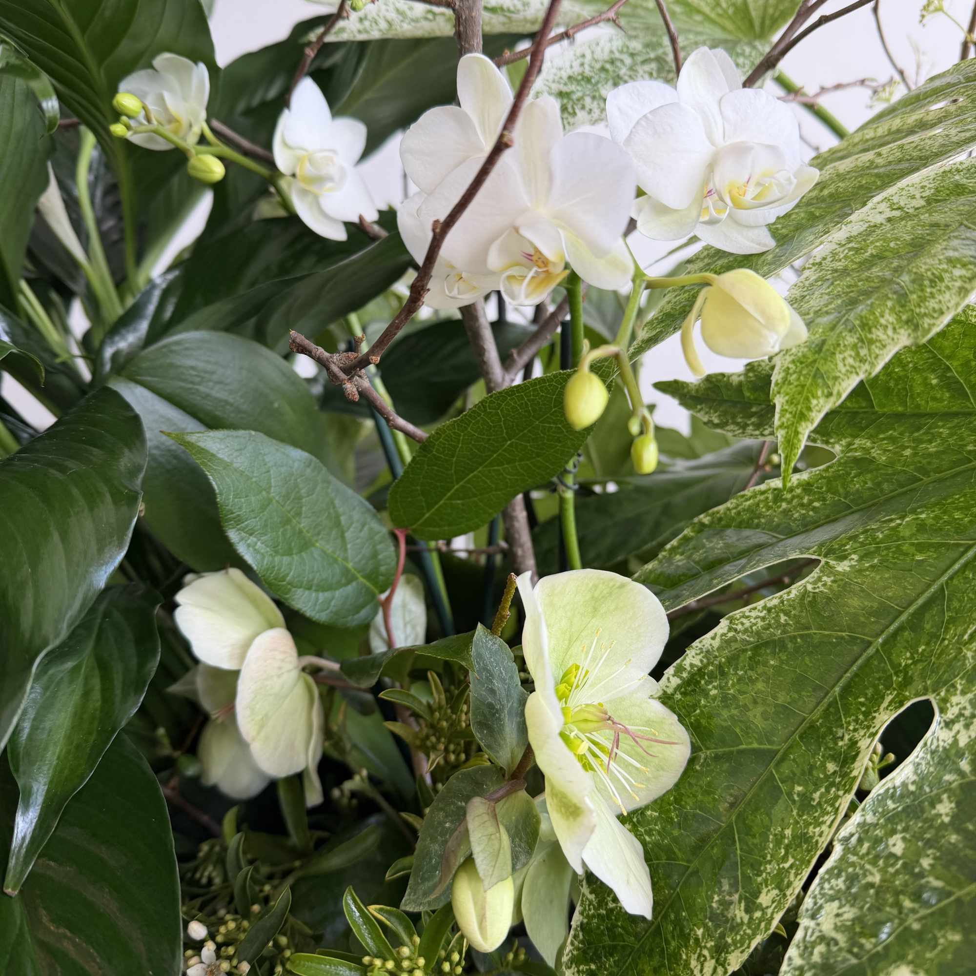 this beautiful ''luxury Caskey spray'' whit white orchid and Helleborus and mix
